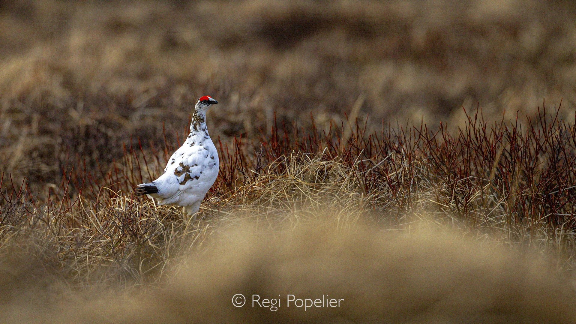 ICEL026 - Sometimes you see several in a day, but often they are nearby but invisible. 