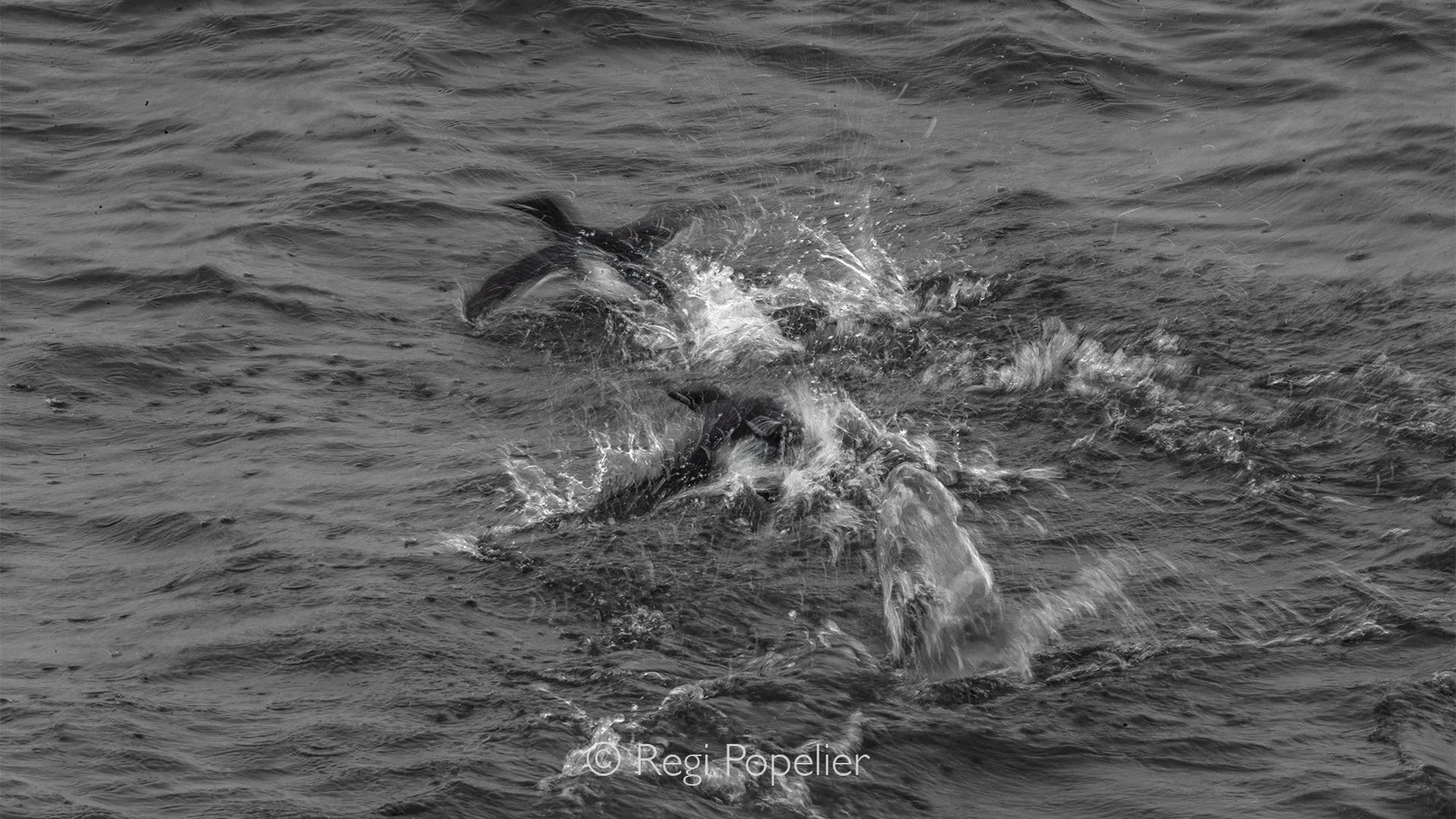 NPOLE062  - Little Auks in slow motion.