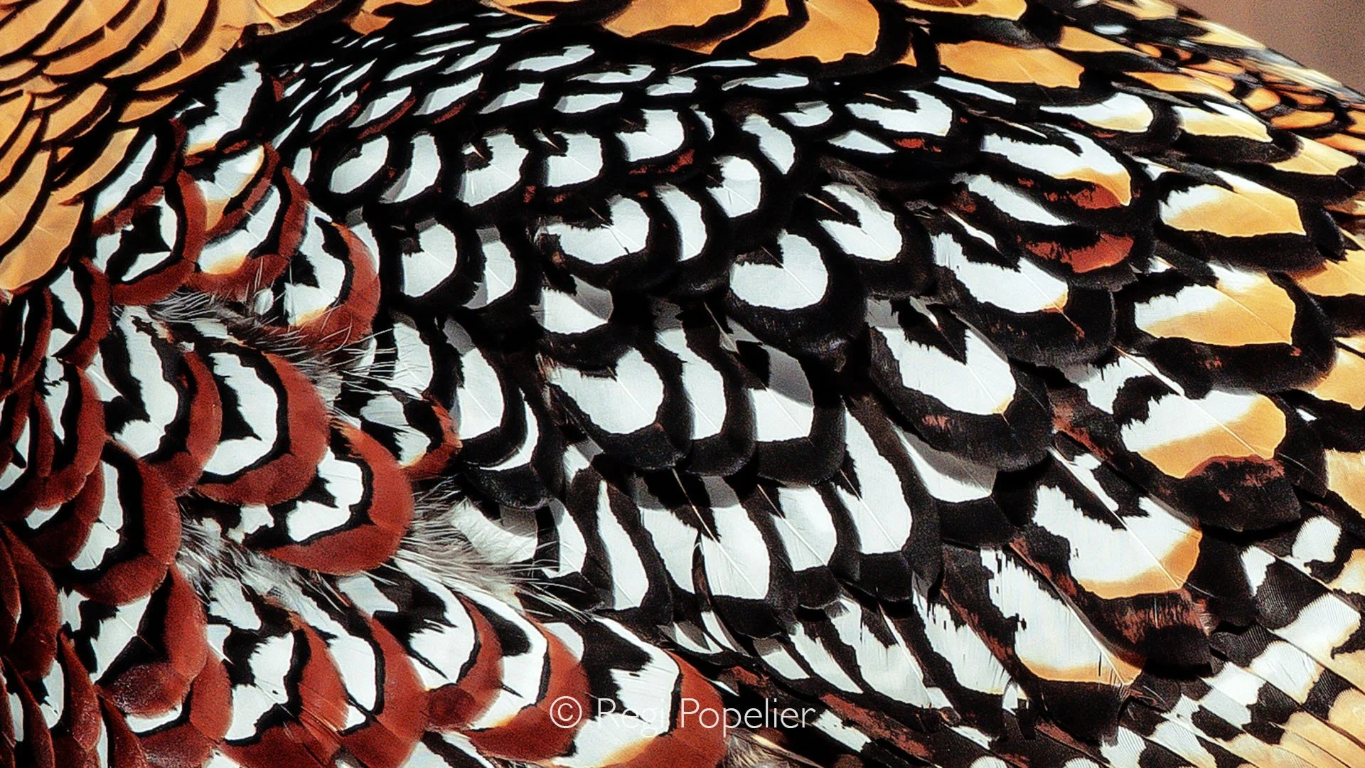 CHIN020 - Close-up view reveals the intricate beauty of the Chinese Pheasant’s plumage each feather a delicate tapestry of iridescent hues, patterns, and textures.