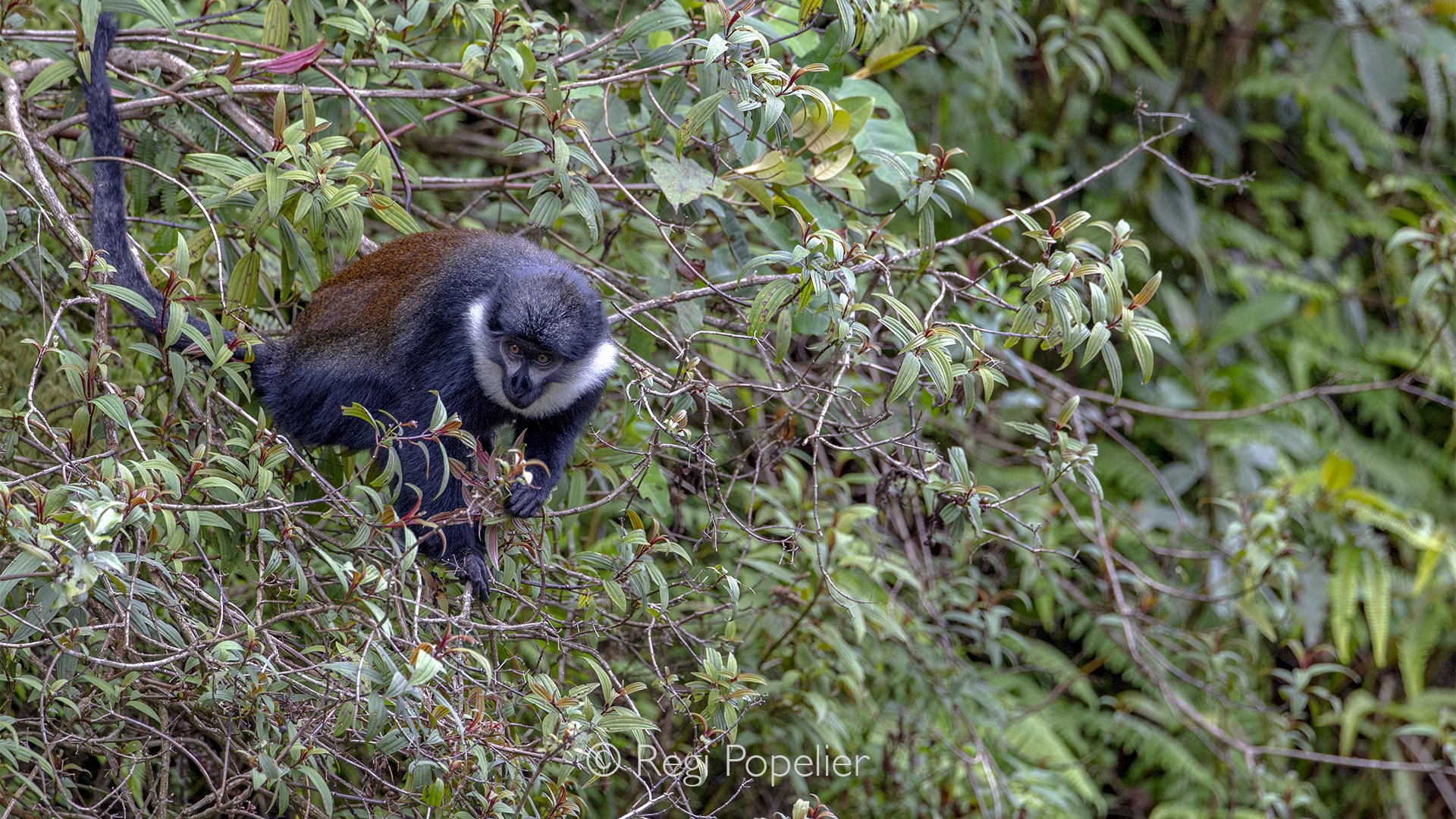 RWANDA050  - Standing alert on the forest floor, the L'Hoest's monkey is surrounded by lush green vegetation. Its striking white facial markings contrast beautifully against its glossy black coat, creating an elegant full-body portrait that perfectly