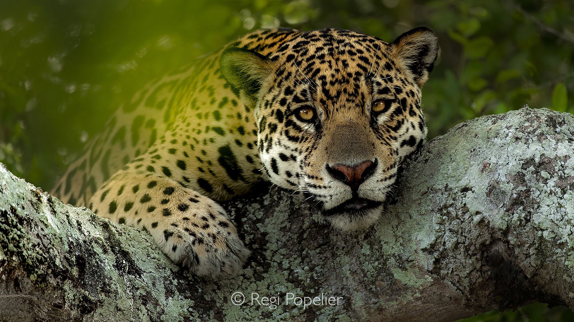 BRA027 - Close-up of a jaguar resting in a tree, captured from a boat along the 3 brother River.