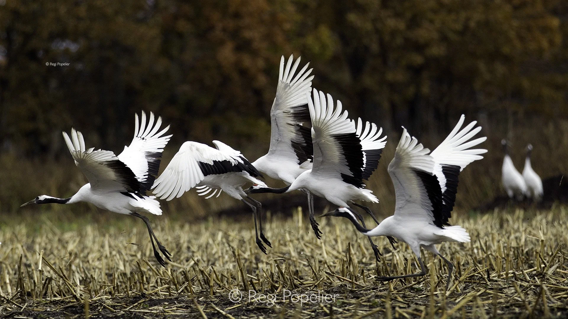 HOK003 - Leaving their feeding grounds at evening 