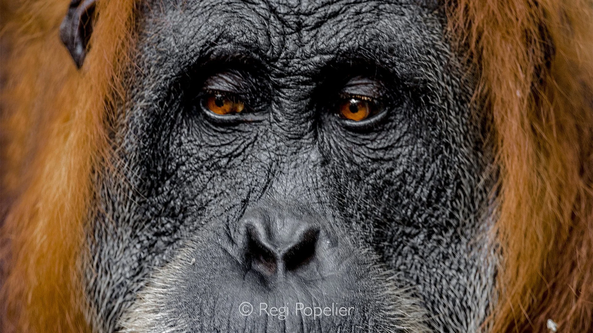 INDO072 - Facial view. 