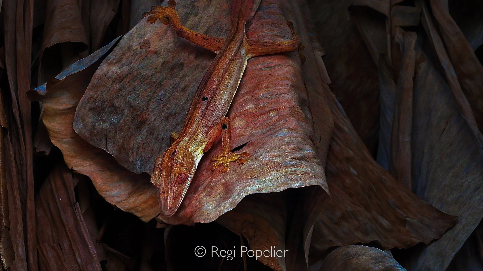 MADA033 - Lined lineatus gecko 