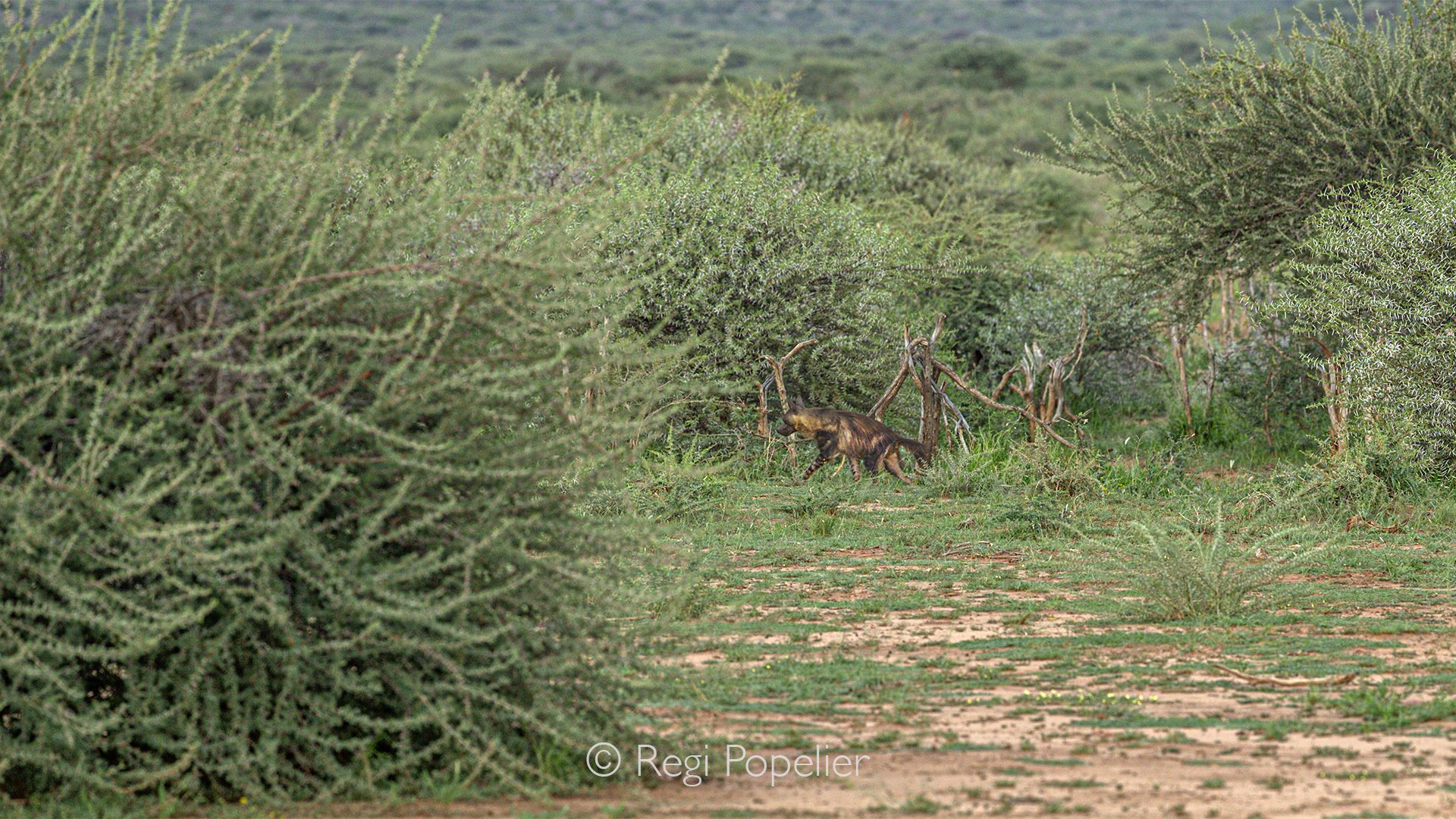 Namibia022 - Hours of stillness, broken by seconds of pure adrenaline. Capturing this elusive brown hyena required split-second reactions; these desert specialists utilize a rapid, efficient gait to cover massive distances, leaving a photographer wit