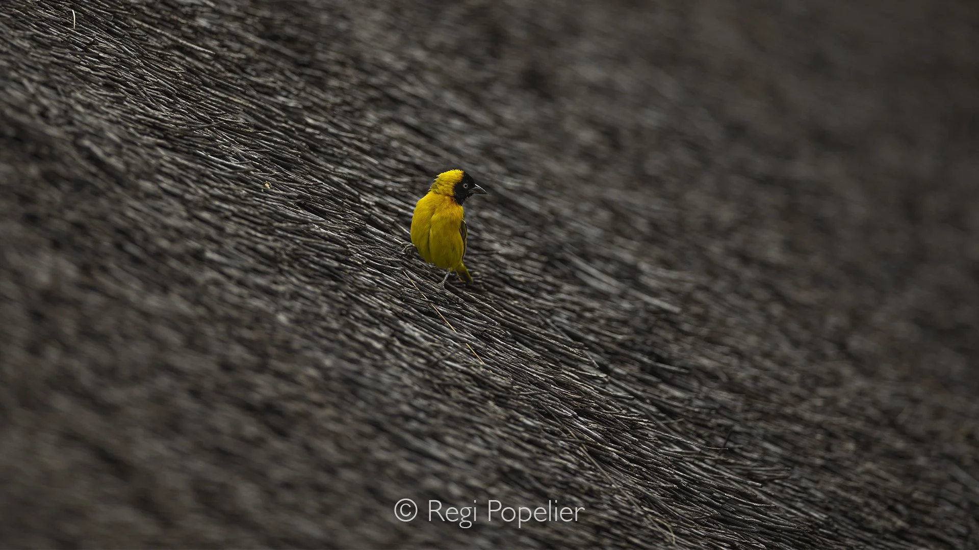 Namibia027 - The architect's inspection: Capturing this weaver bird on a thatched roof provides a beautiful visual parallel, these birds are master builders themselves, weaving intricate grass nests that mimic the very texture he is perched on.