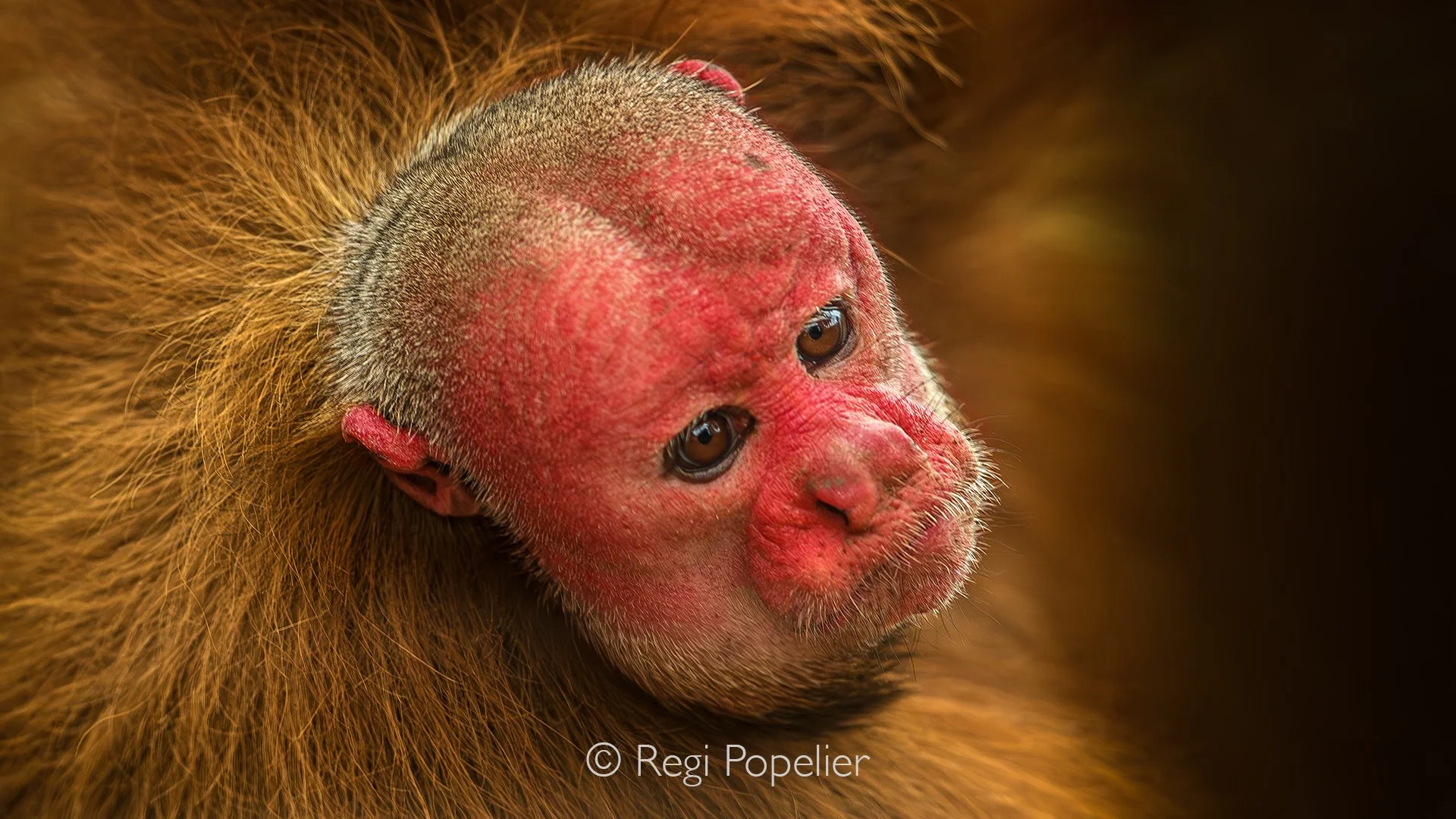 PERU036 -  The weathered red face and penetrating eyes of the red uakari tell a story of life deep within the flooded forests of the Amazon. Every wrinkle and subtle expression reflects the unique character of this rare and fascinating monkey.