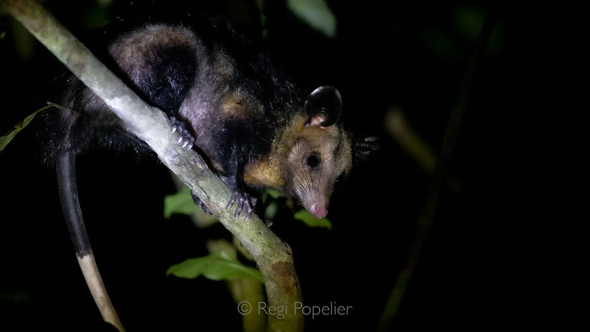 BOL013 - Opossum descending from the high canopy at night to feed on fruits in Madidi National Park,  a intimate look into Bolivia’s nocturnal rainforest life.