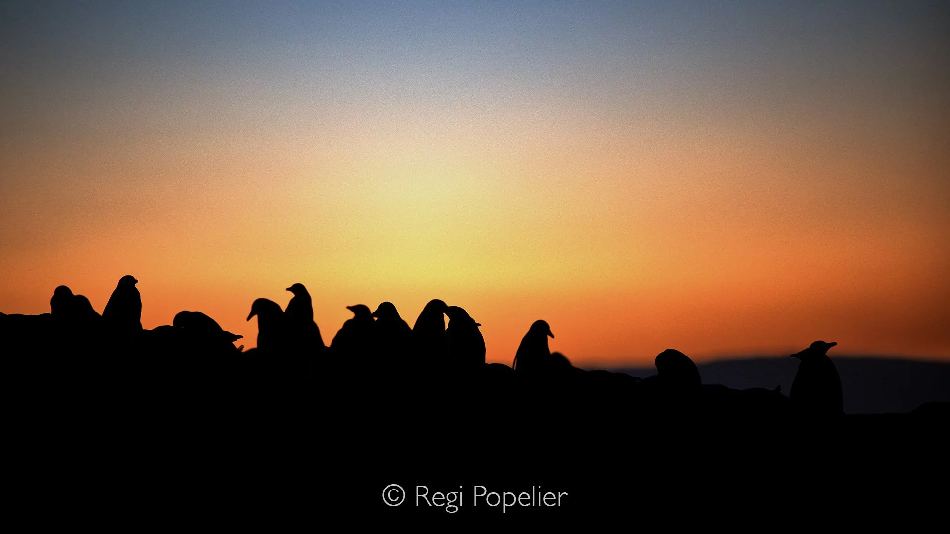 FAL027 - Sunset at Saunders island on the Neck. the sunset brings sometimes amazing colors accentuating the birds, in this case gentoo penguins.