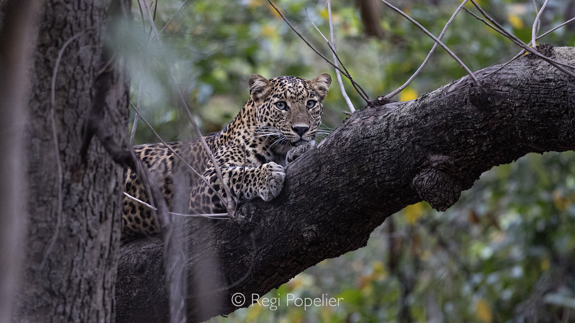 INDIA090 - This leopard was in his mating period, although we stayed as long as possible we were not able to make some shots of them mating, each time they went down in the dense bushes, no luck this time.   