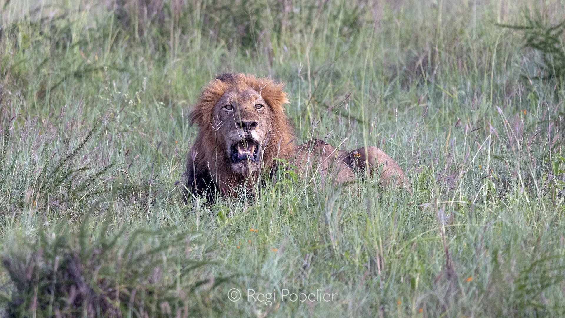 RWANDA068  - Rare to see , male lion resting in the lush green of Akagera's NP.