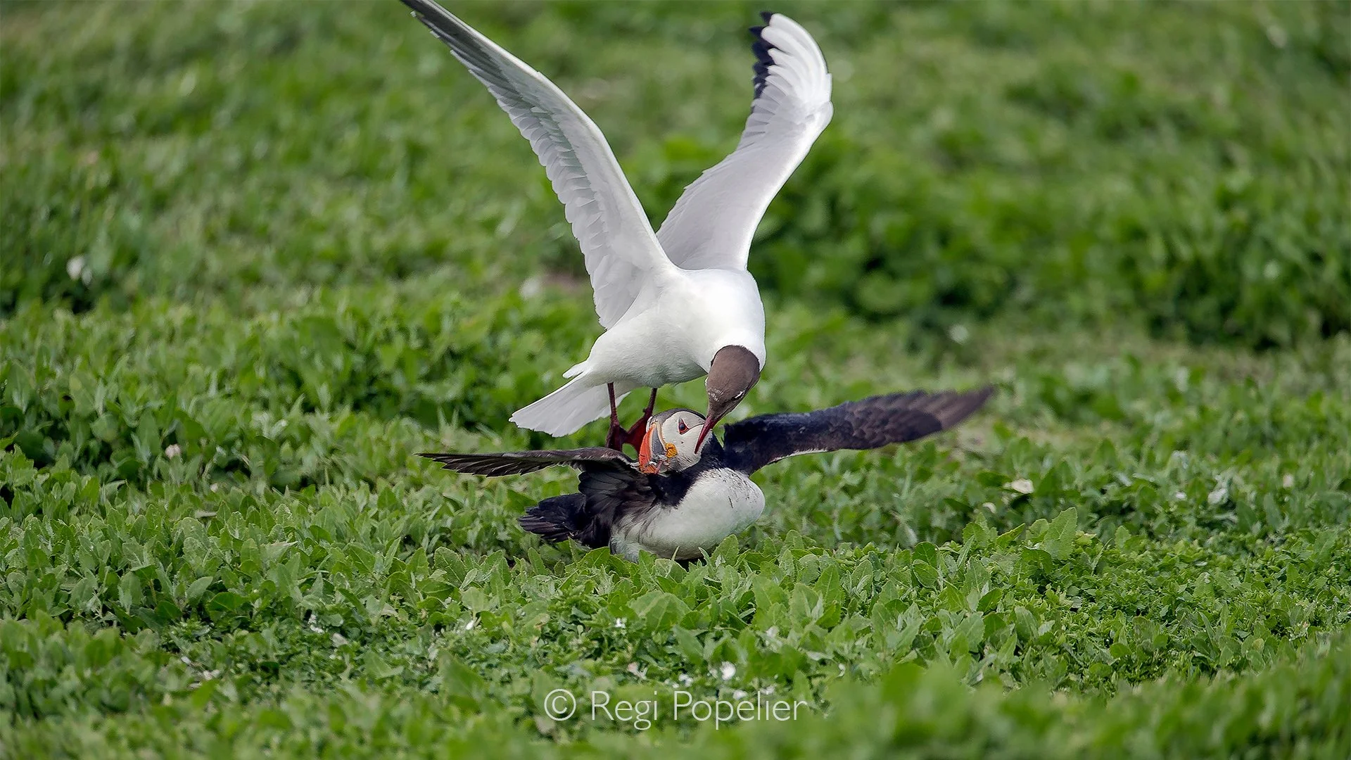 Scotland029 - In a striking and desperate display of aerial theft, a gull will swoop down directly onto a running puffin, practically landing on the smaller bird's shoulders. The heavy gull uses its weight to pin the puffin down, snapping viciously a