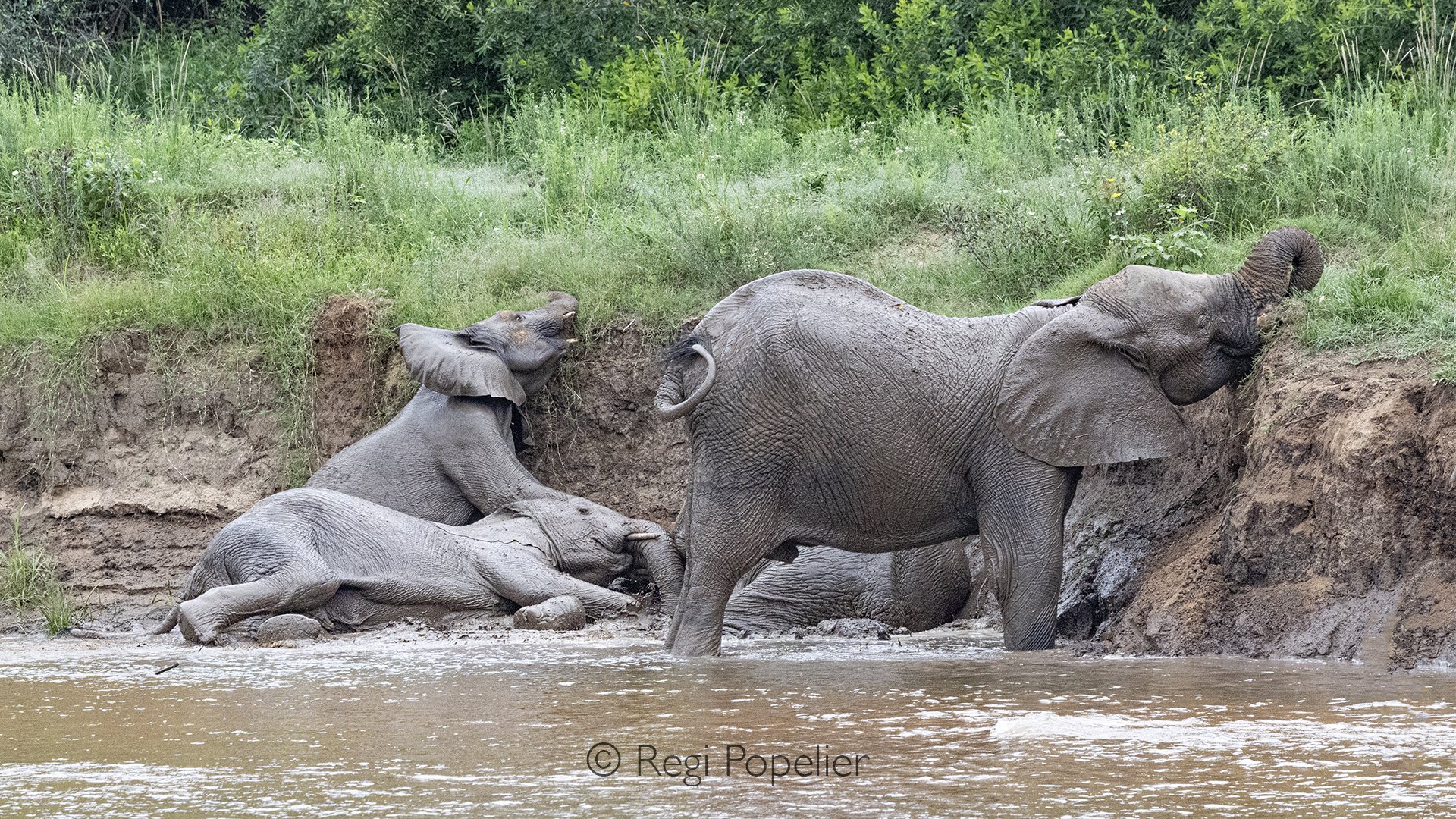 South Africa097 - Mud and water , the perfect combination for elephants.