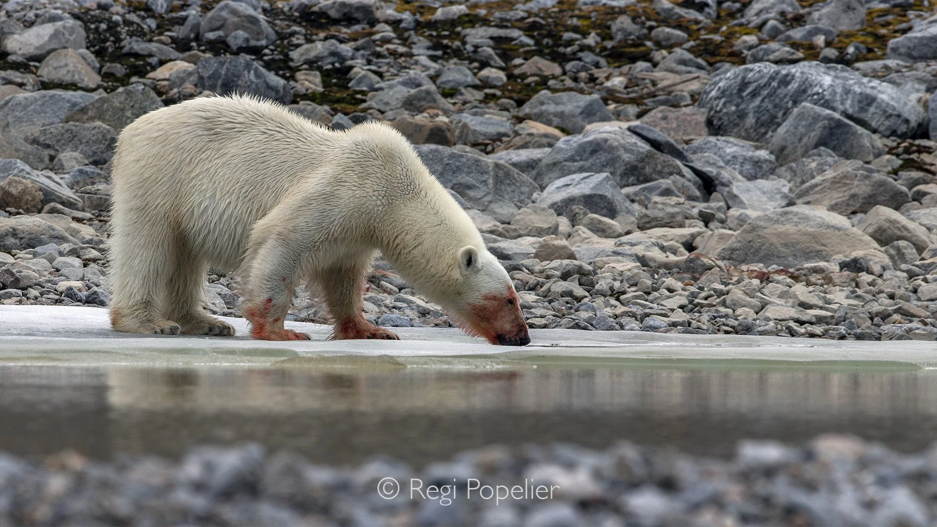 NPOLE053 - The bear's bloodied muzzle tells the story of a successful hunt and the realities of life in the wild.