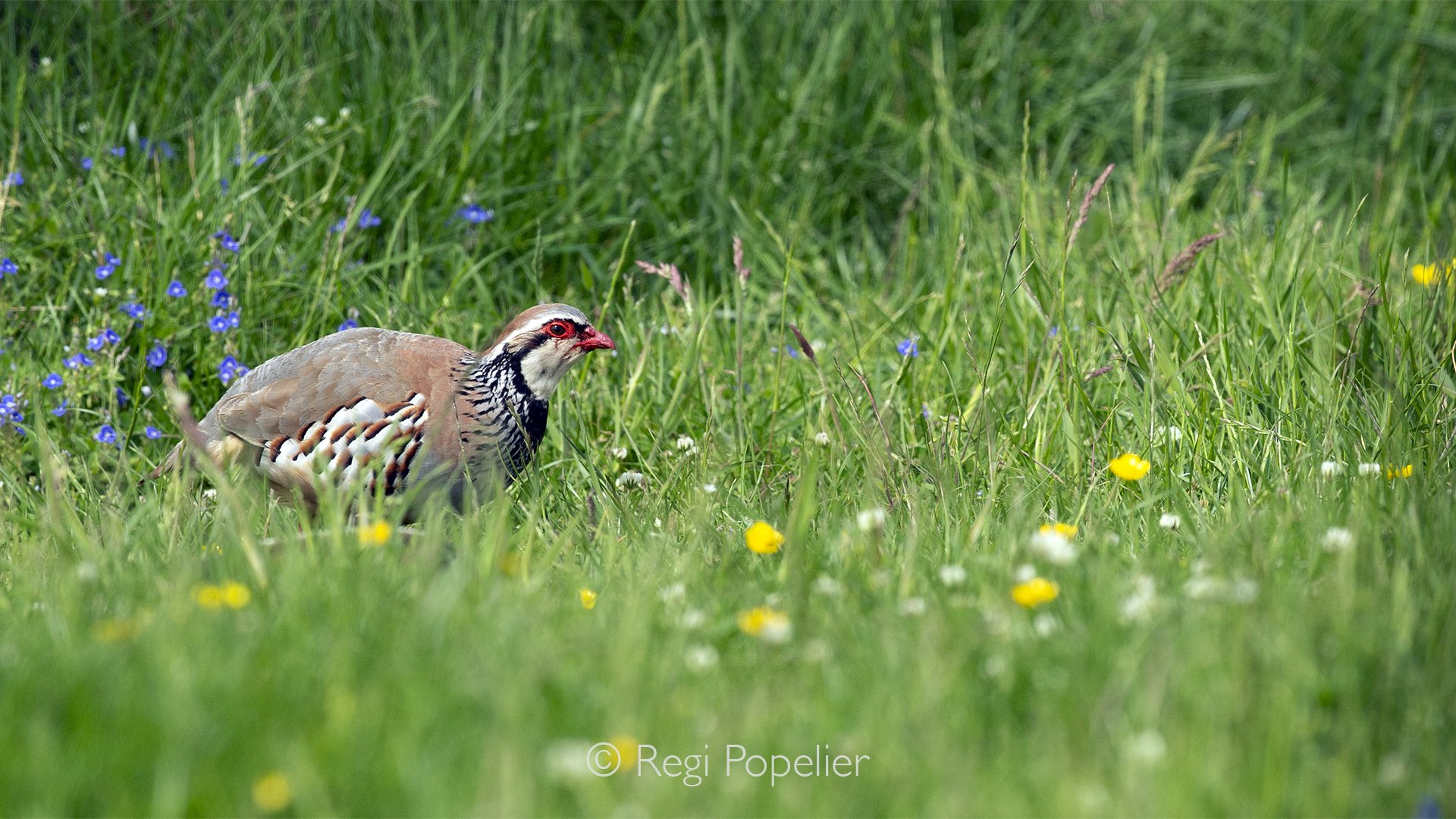Scotland043 - Image of Wild Scottish Red-Legged Partridge. 