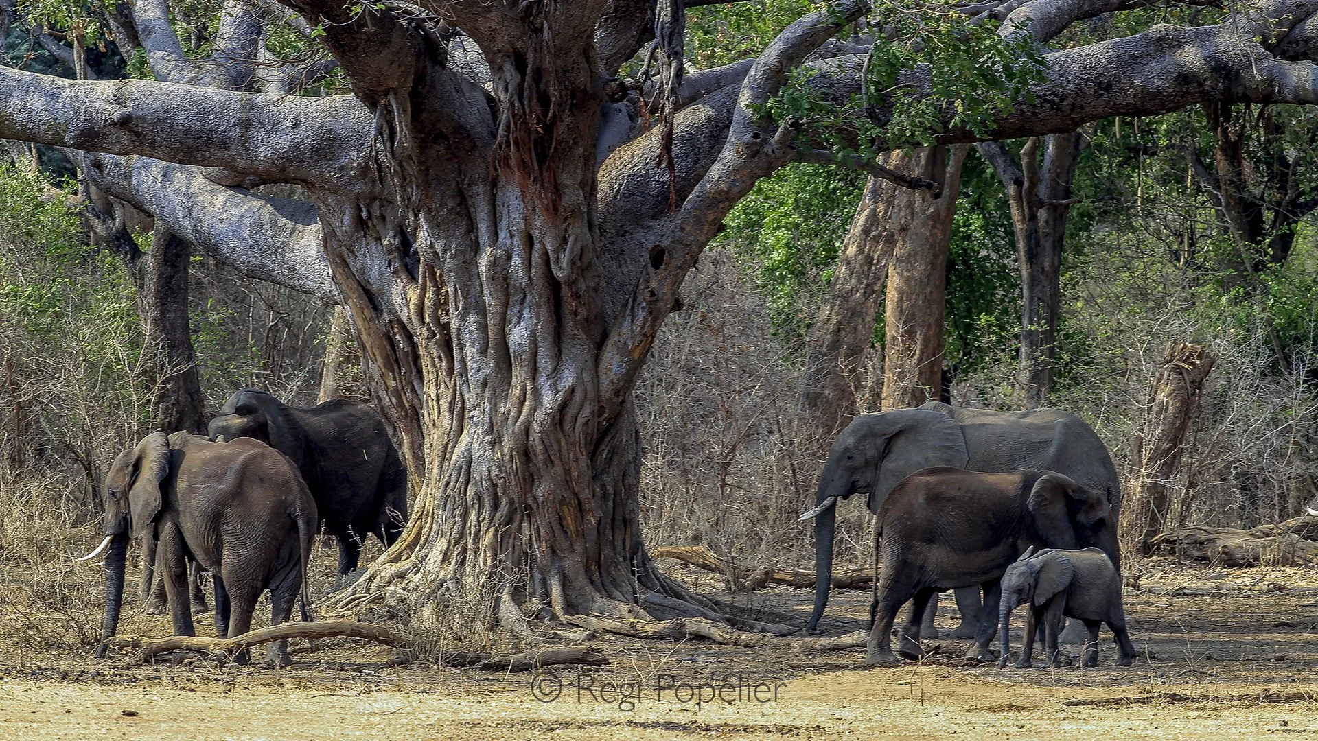 ZIM017 - Gentle giants gathered in the shade of an ancient acacia.