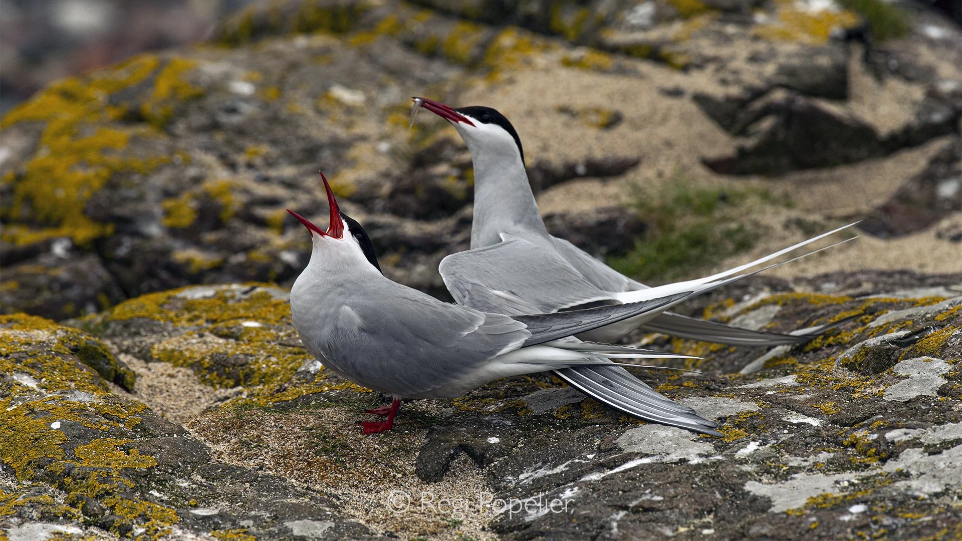 Scotland038 - The pair engage in an elegant courtship display, their movements reflecting the beauty and tenderness of their connection.