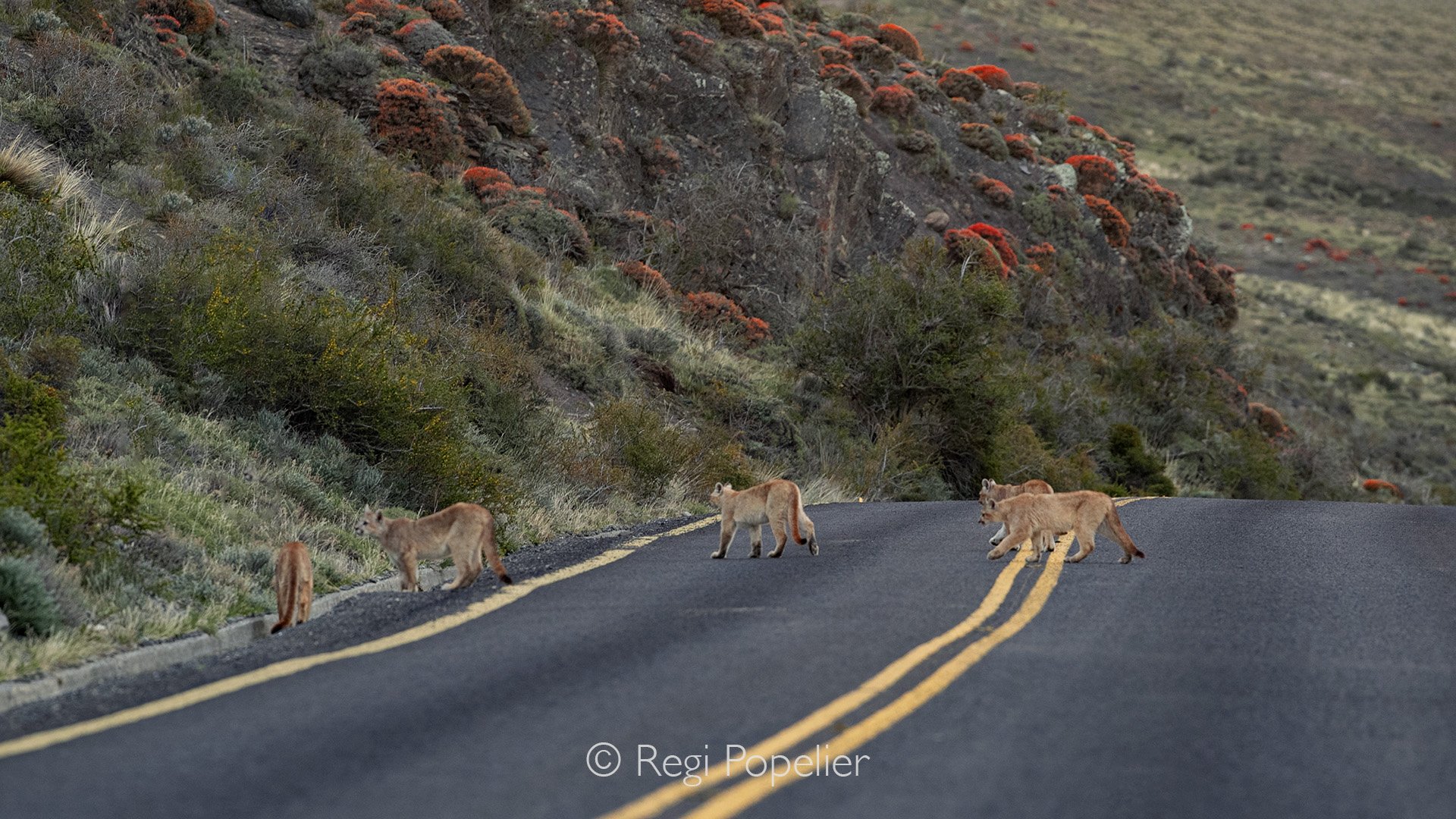 CHILI031 - Pure luck. On the drive to the entrance of Torres del Paine, a cougar mother crossed the road, four youngsters trailing silently behind her.