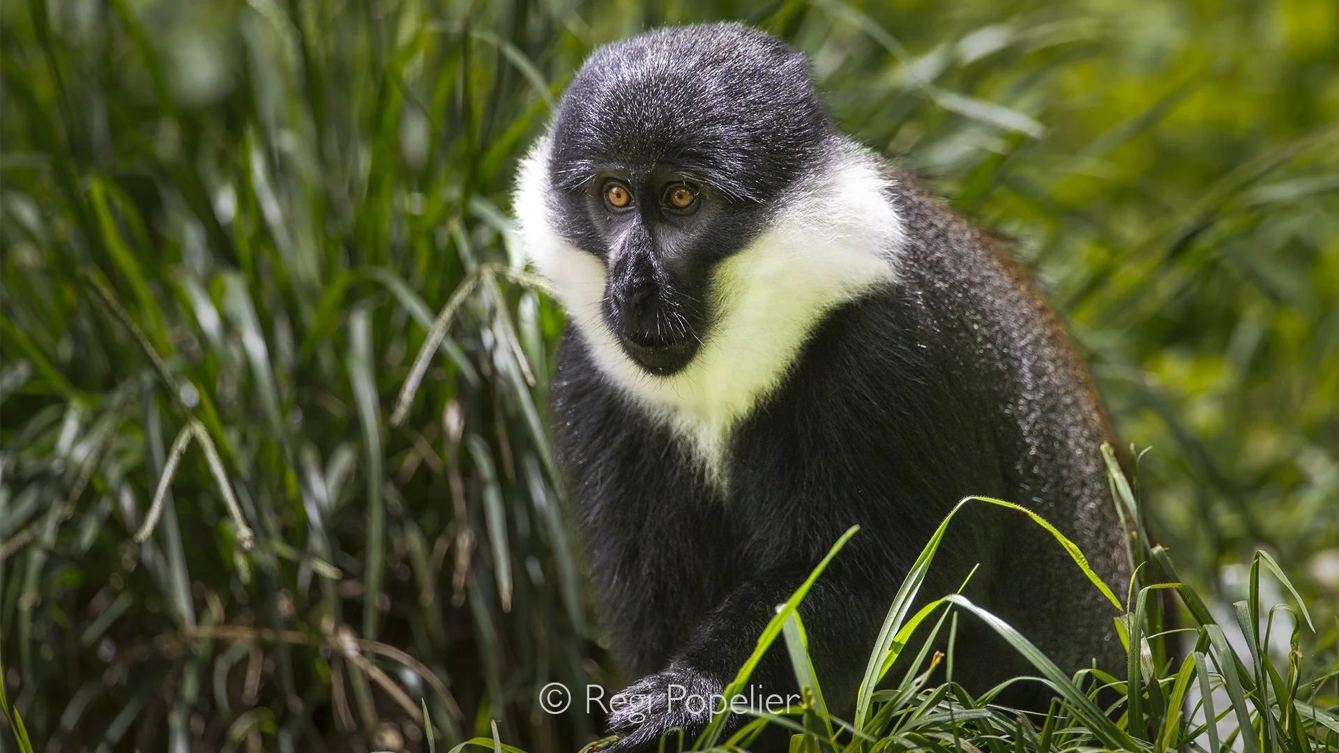 RWANDA048  - A solitary L'Hoest's monkey pauses beneath the towering trees, looking directly into the camera. Although its entire body remains visible, the intelligent eyes immediately draw attention, revealing the quiet curiosity of this elusive rai