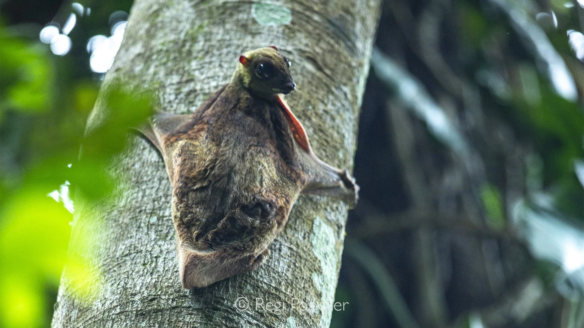 MALAS015 -  Colugo Flying Lemur on Tree  at Langkawi.