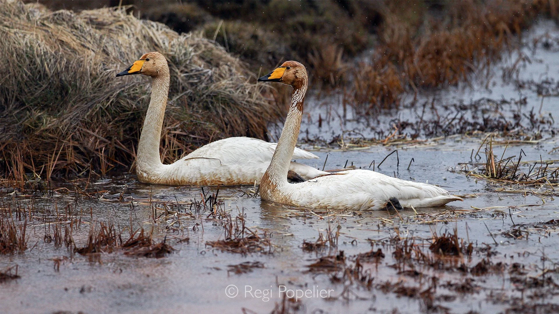 ICEL029 - Pair of Whooper Swans. 