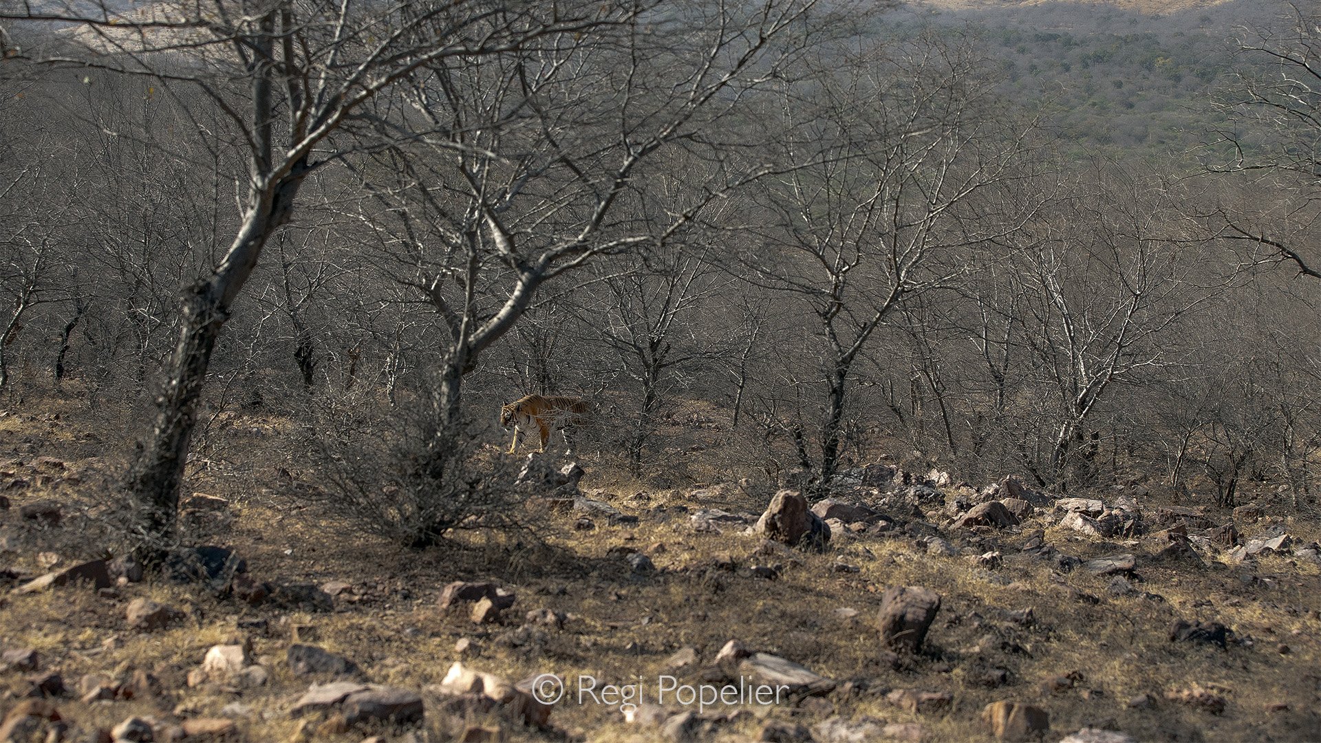INDIA045 - Arrowhead on her patrol during early morning 