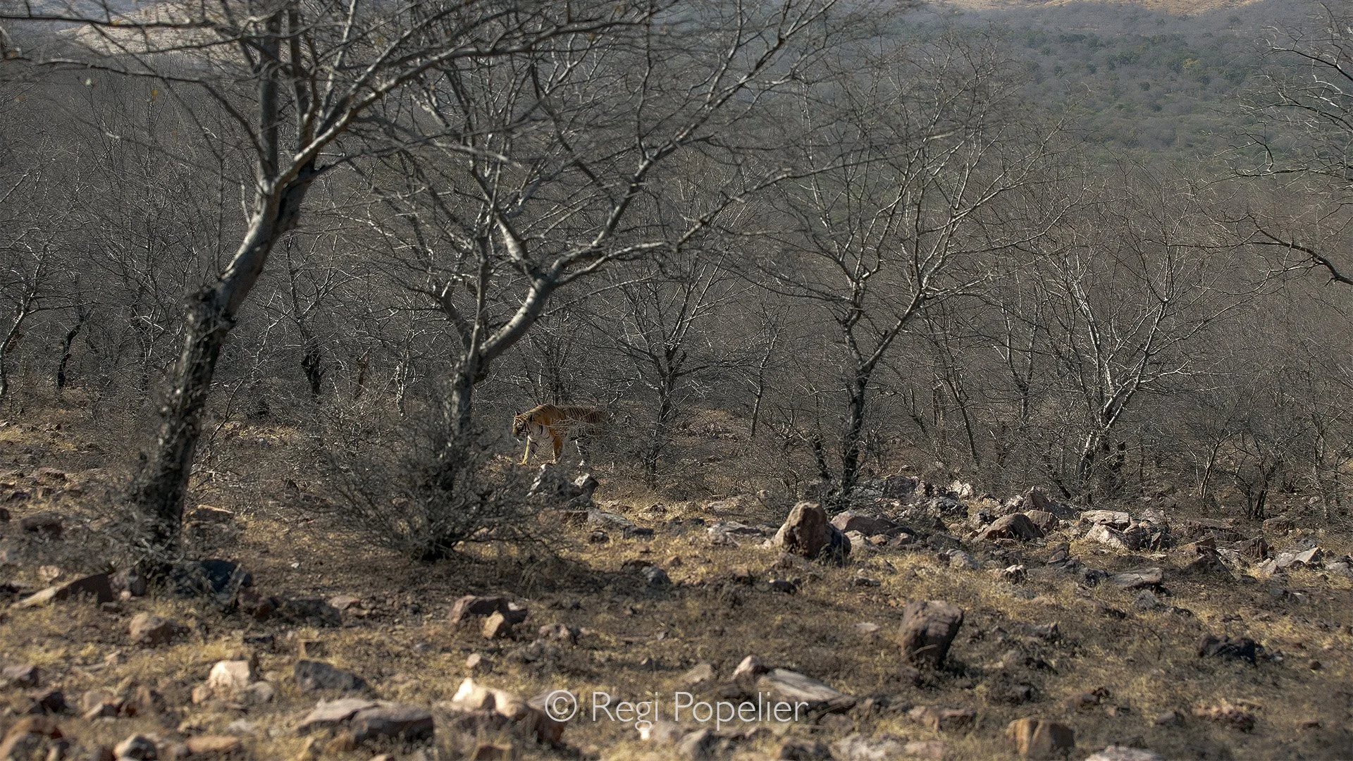 INDIA045 - Arrowhead on patrol during early morning. 