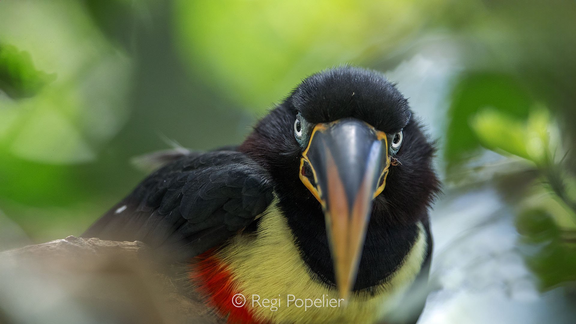 EQ016 - Close-up of the Aracari Toucan. 