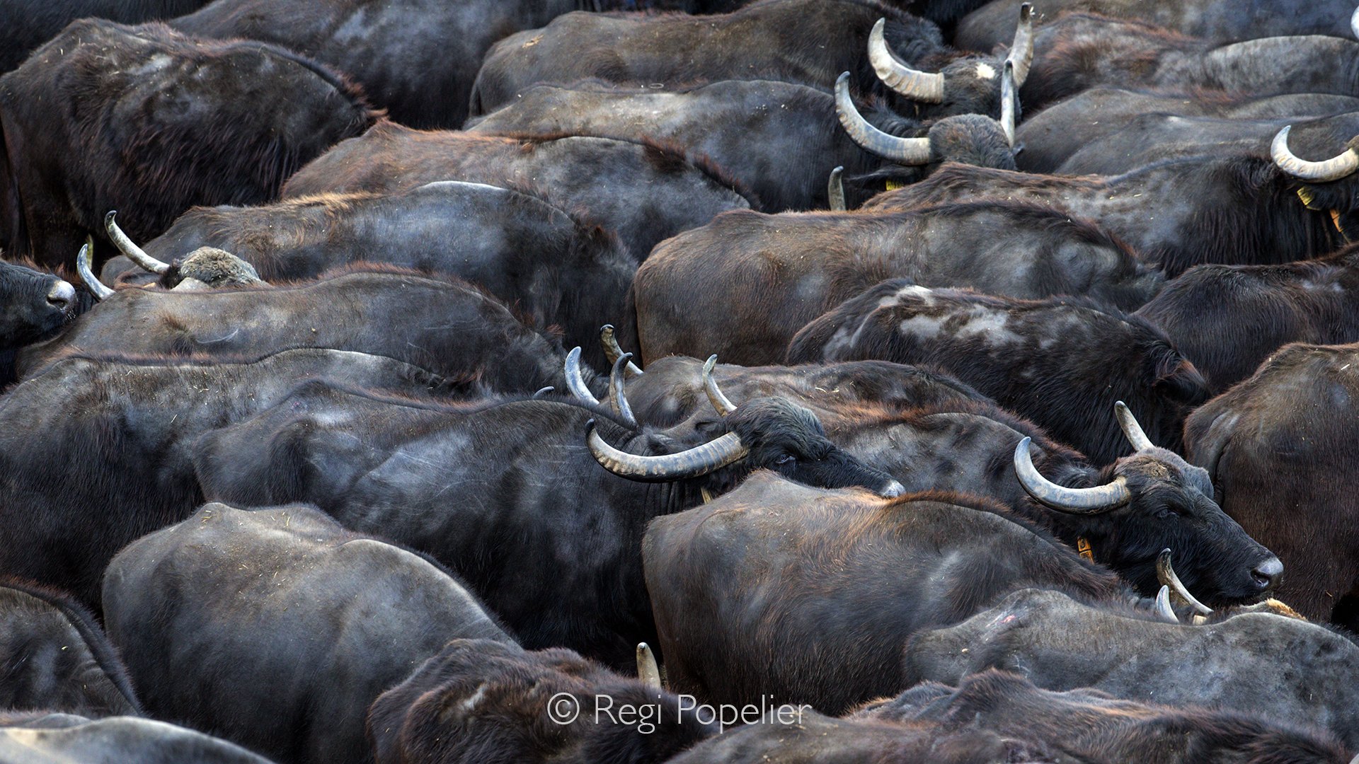 GRE019 - Standing on the hill’s edge, we captured the sweeping backs of buffalos.