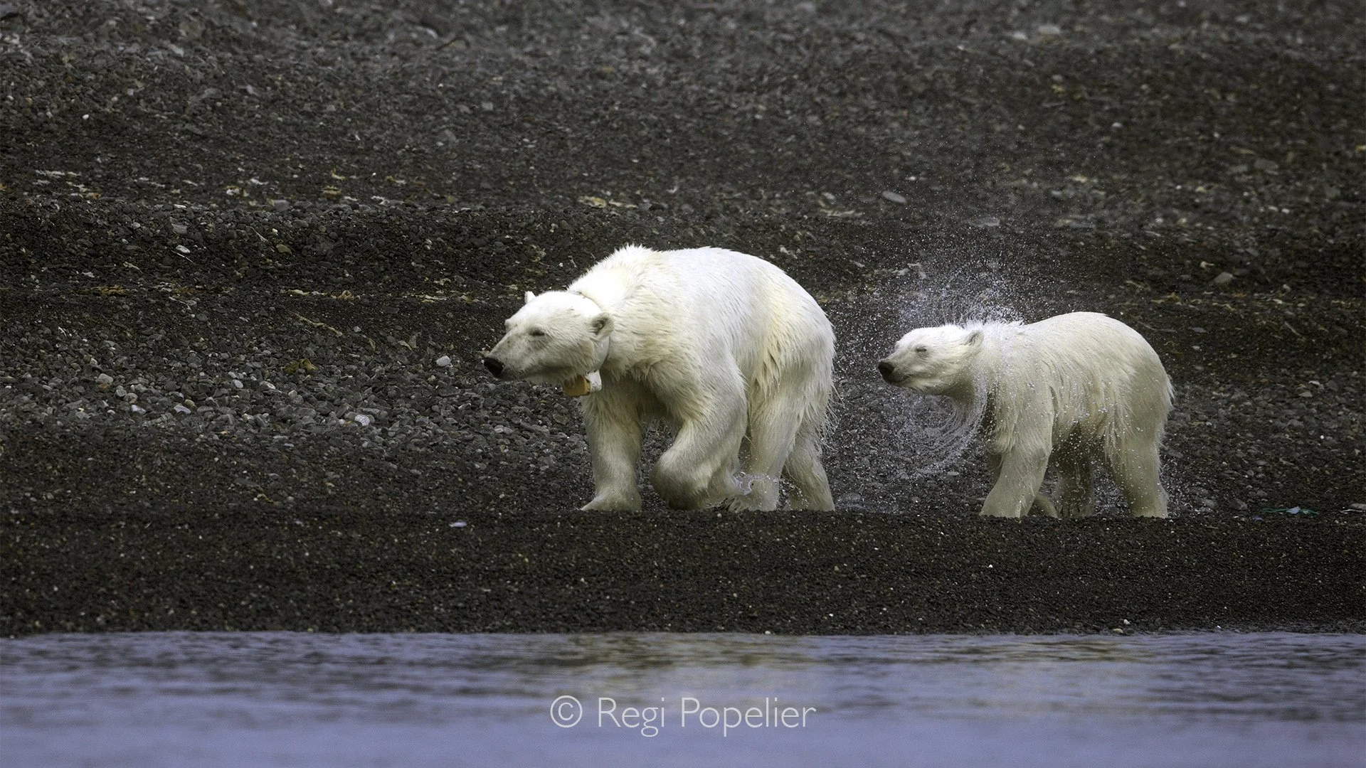 NPOLE046 - The pair pause to shake the water from their fur before heading inland across the rugged landscape.