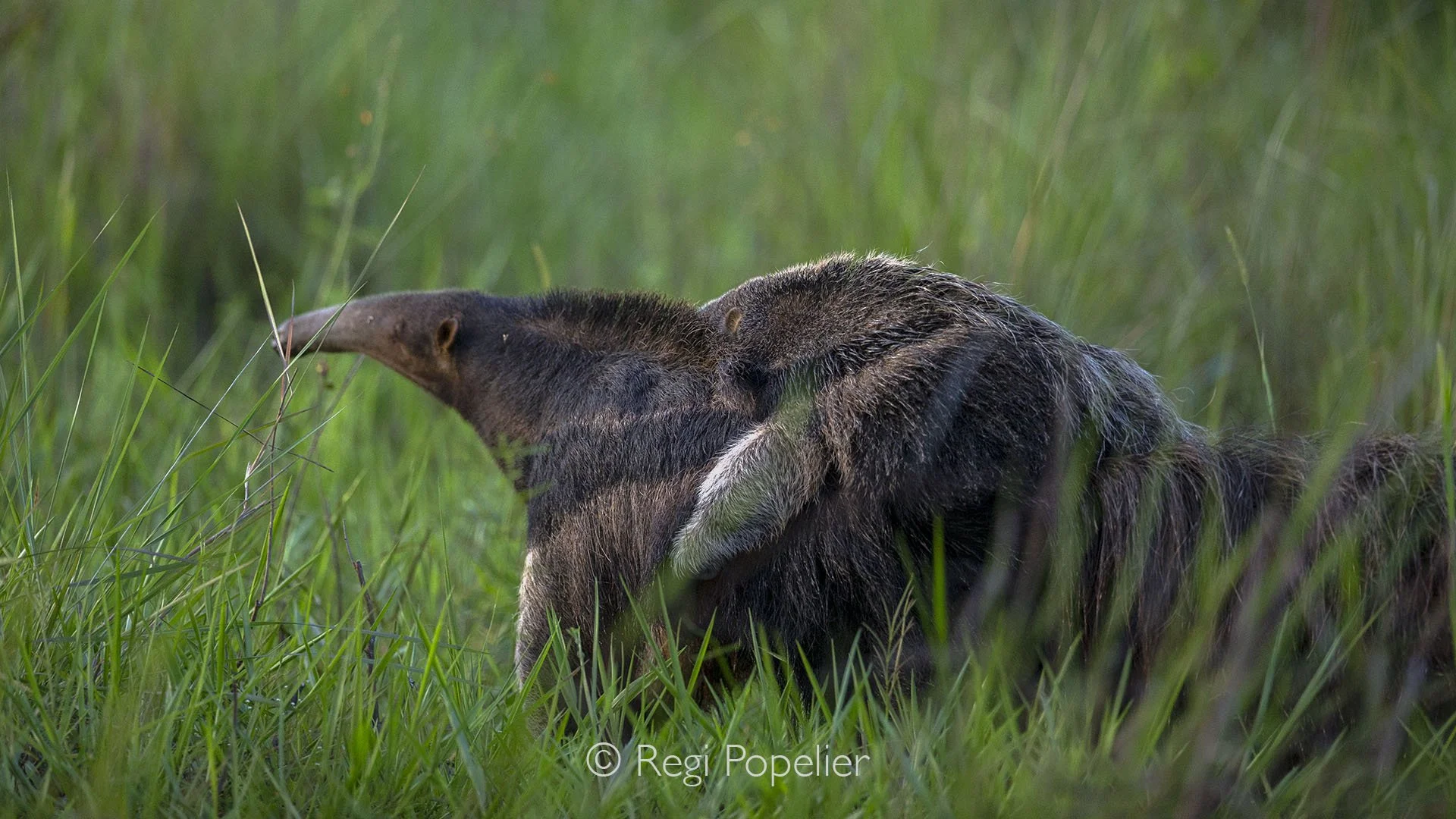 BRA022 - Giant anteater carrying her baby on her back.