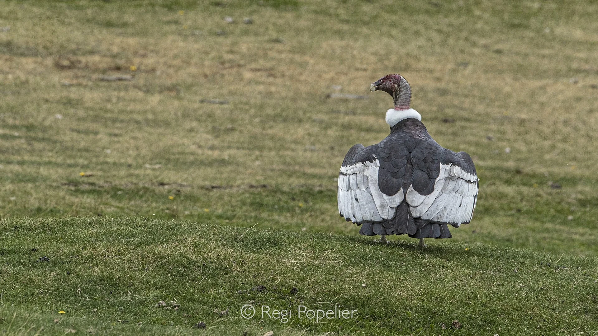 CHILI029 - Along a quiet road, an unexpected encounter an Andean condor revealing itself in the vast landscape.