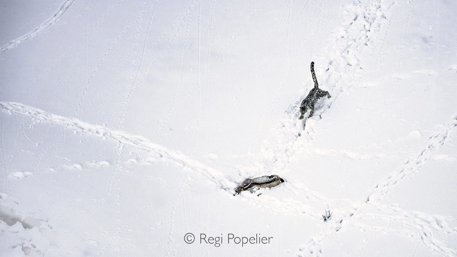 HIMA040 - Adult male approaching his kill 