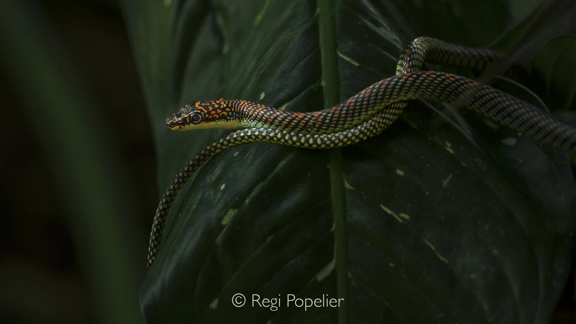 MALAS018 - Chrysopelea pelias (Twin-barred Tree Snake).