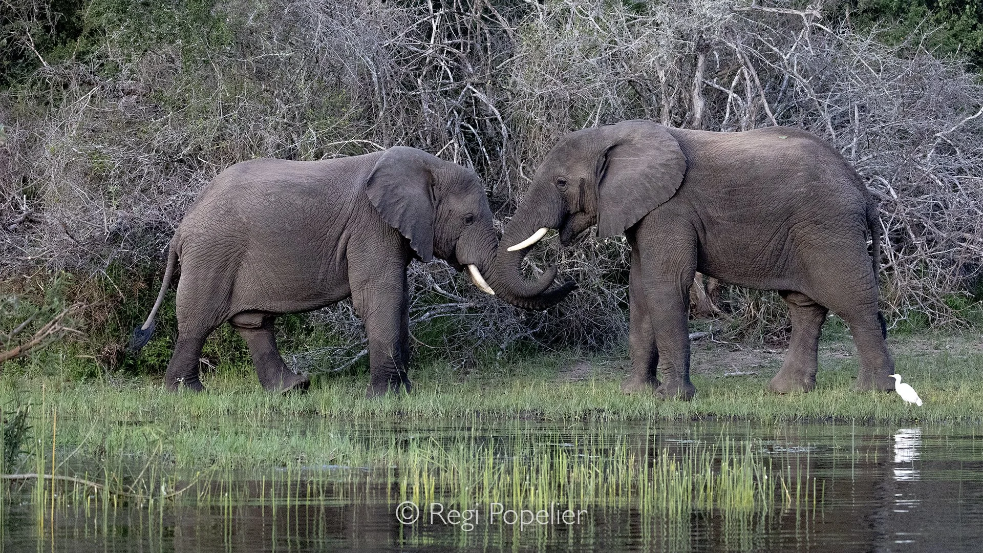 RWANDA082 - Along the quiet riverbanks of Akagera National Park, two magnificent elephant bulls stand head to head in a silent display of strength and mutual respect. 