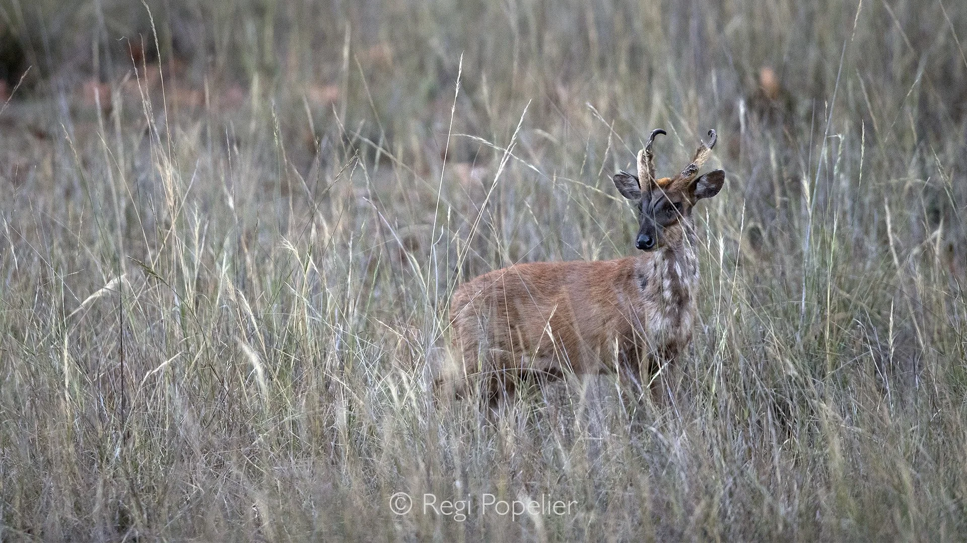 INDIA075 - Red Barking deer at Nagarhole NP 