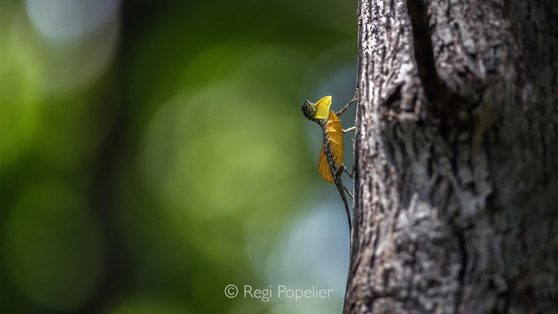 INDO036 - This is the amazing  Sulawesi Gliding Lizard (Draco spilonotus).  A special species of lizard that is endemic to Sulawesi.

