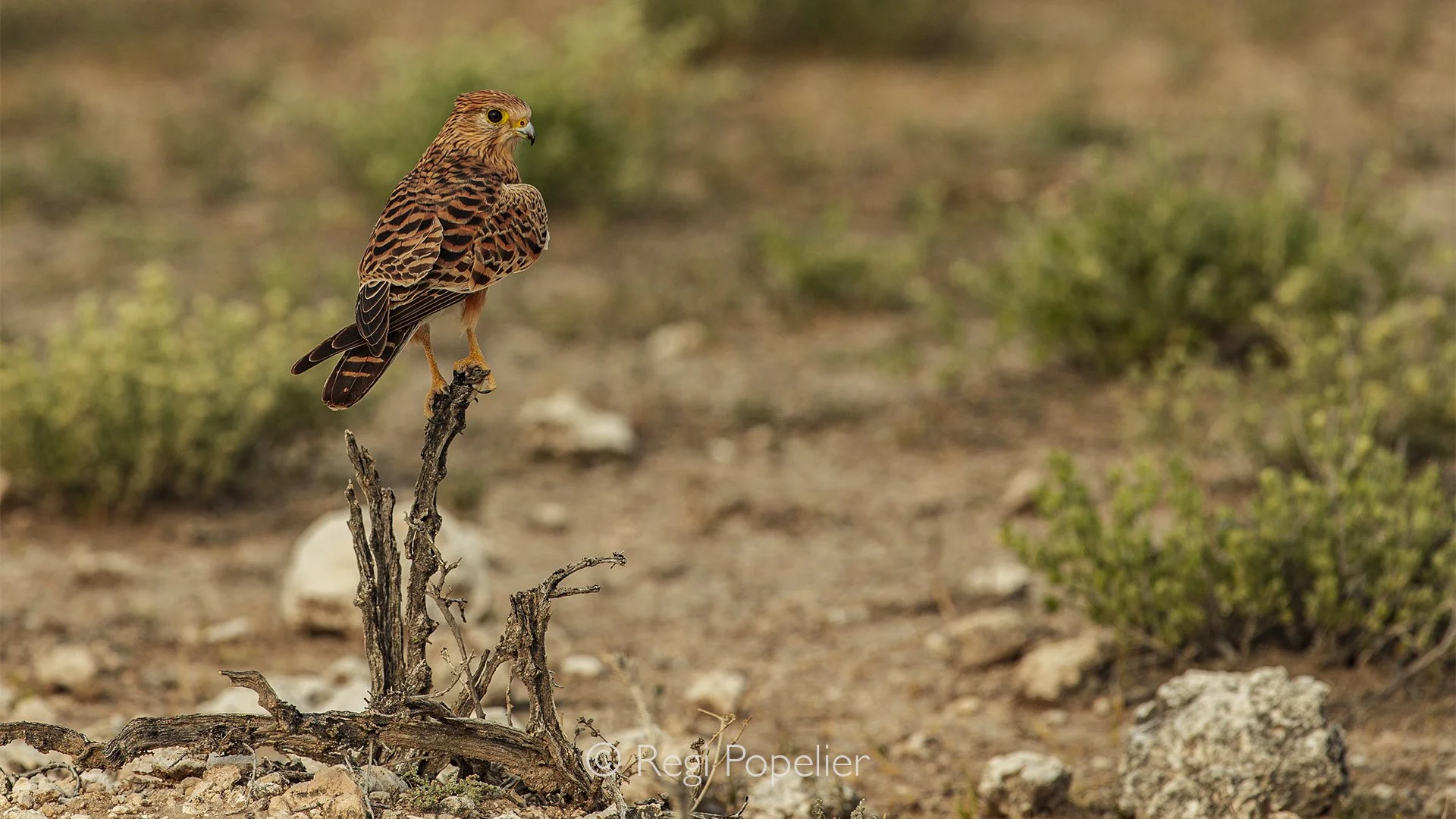 Namibia030 - Lesser Kestrel in splendid light.