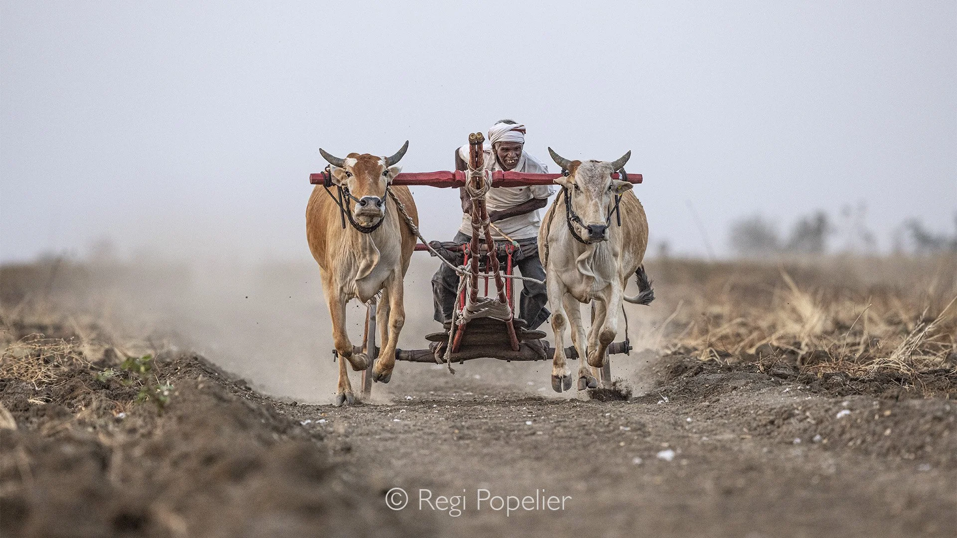 INDIA095 - we drove to tadoba Np and heard there was a competition going on.  Men and cow/bull racing in India comprises traditional,  rural festivals celebrating agricultural, community.