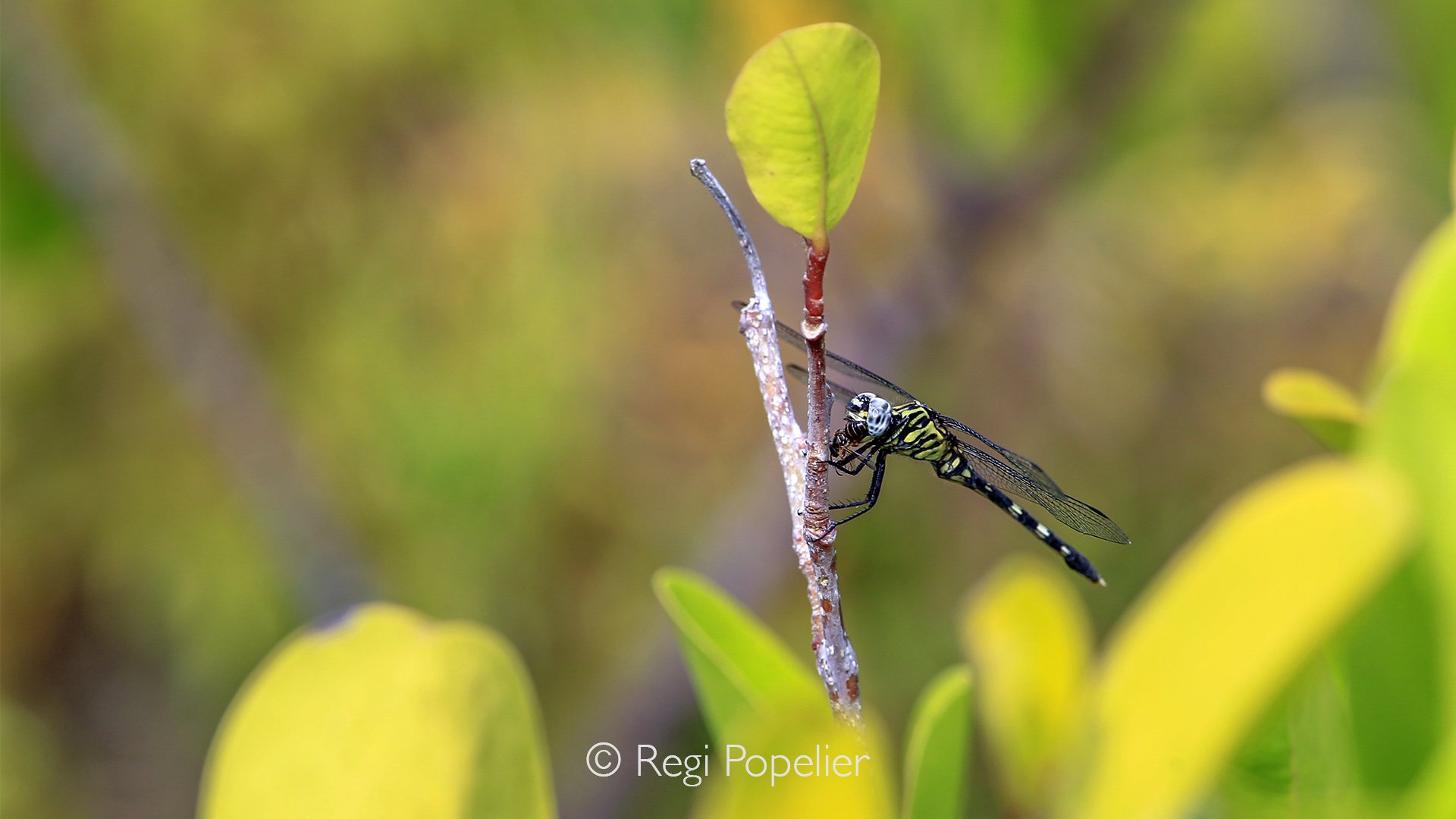 Seychelles026 - image of a libellula feeding on a fly.