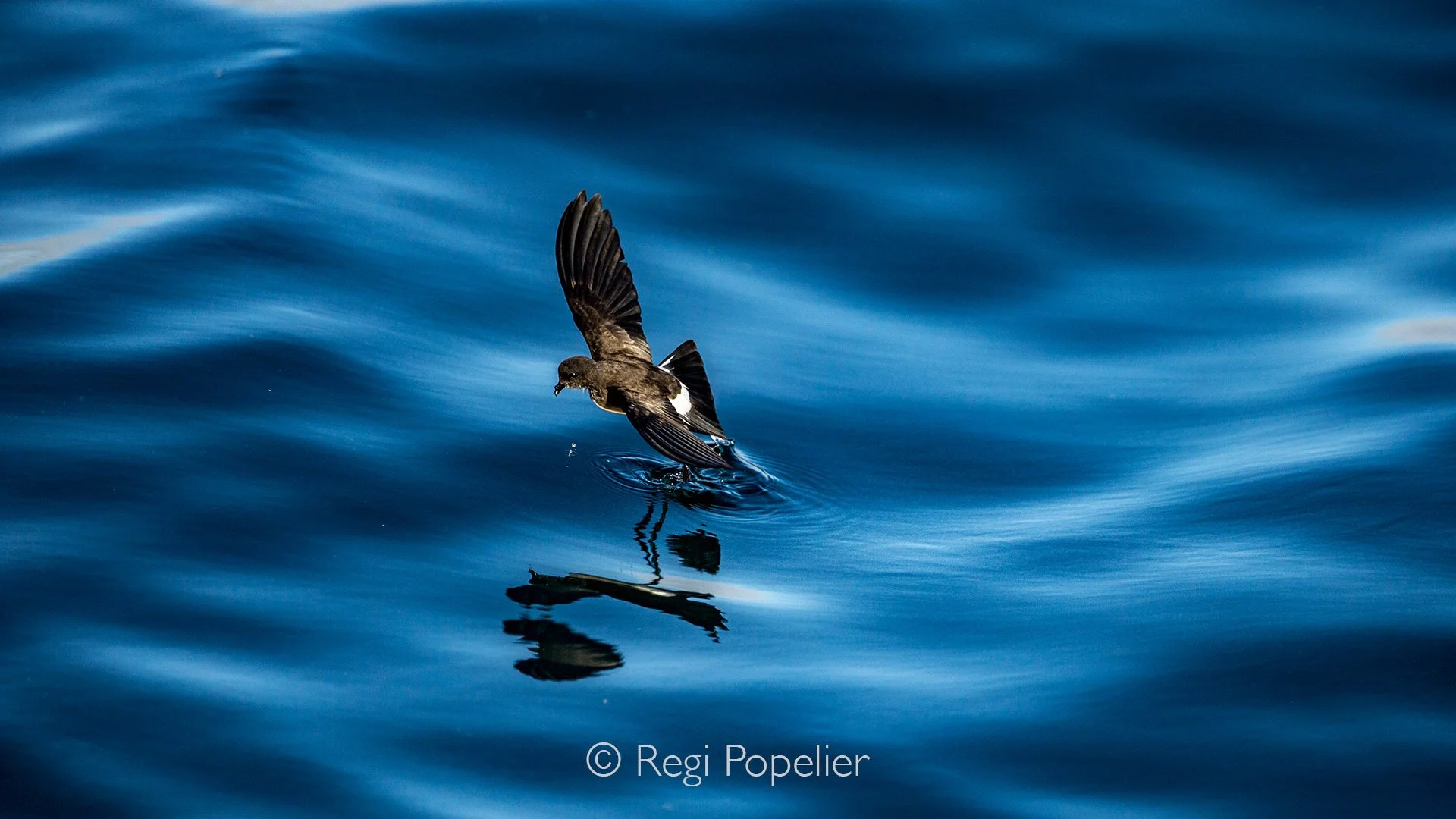 GAL012 - A fleeting moment of interaction between seabird and human in the open blue ocean.