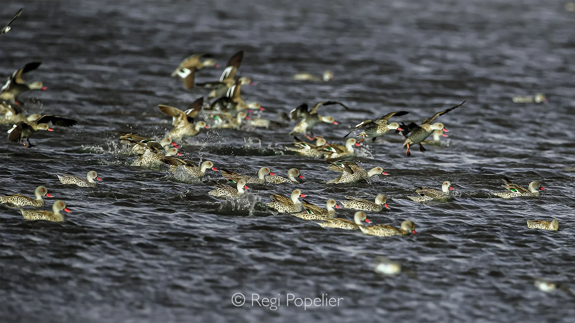 Namibia042 - A study in vigilance. Even while resting as a large group, individual Cape Teals constantly monitor the photographer. Their pale camouflage blends beautifully with the glittering water, allowing them to swim collectively out of range at 