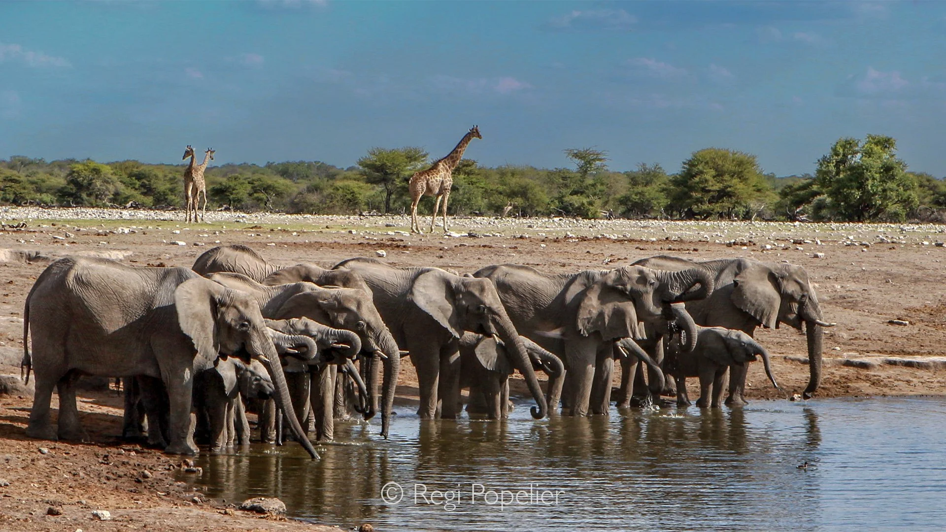 Namibia079 - The true magic of Etosha lies in its unpredictability. As the sun rises higher, the shifting light transforms the flat, dusty landscape into a revolving door of biodiversity, proving that the best wildlife photography isn't about chasing