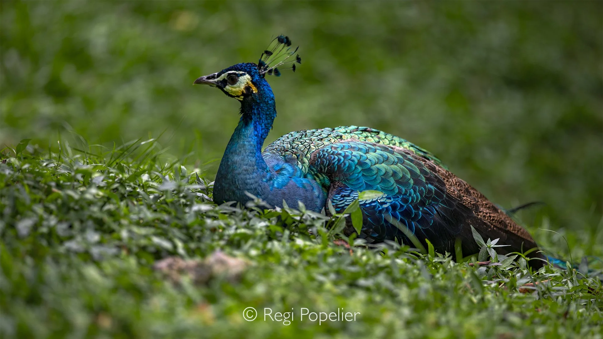 MALAS011 - Magnificent light on this Peacock , I had to make this shot.