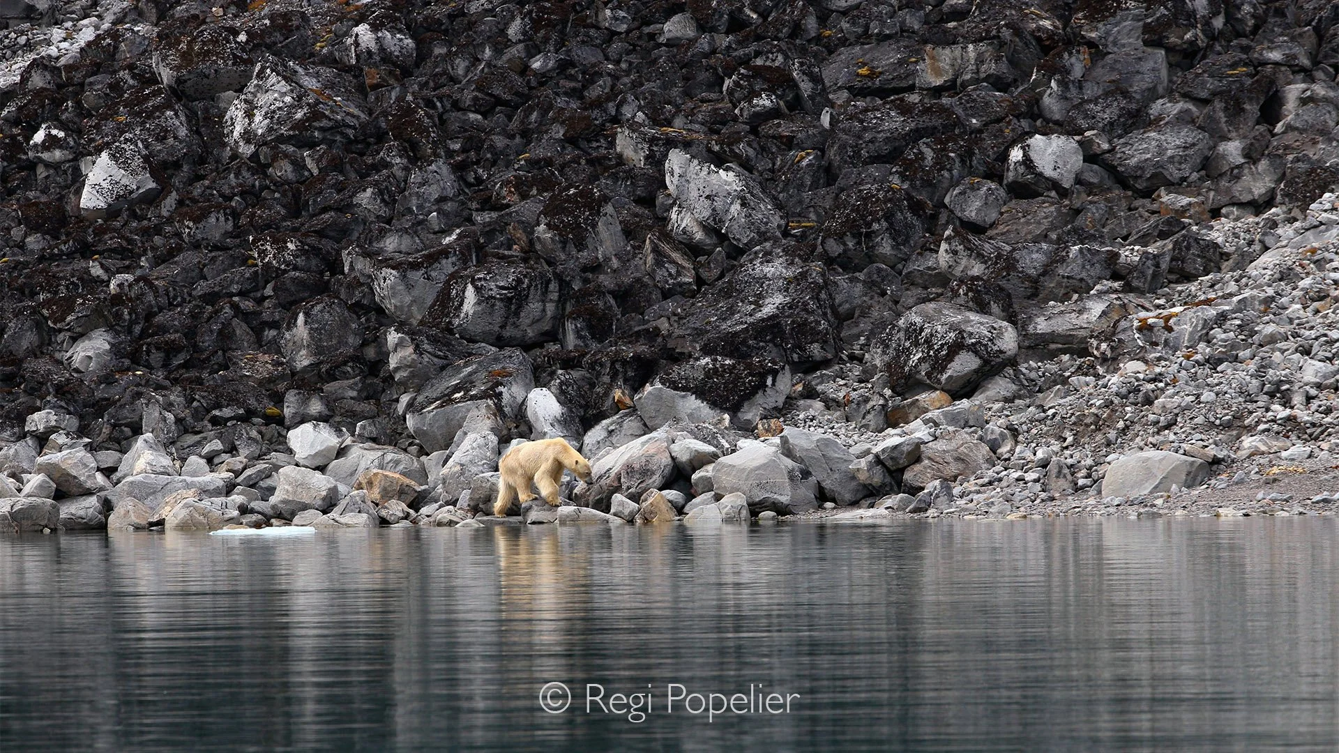 NPOLE035 - Blending beautifully with the dark volcanic rocks of the Arctic coast.
