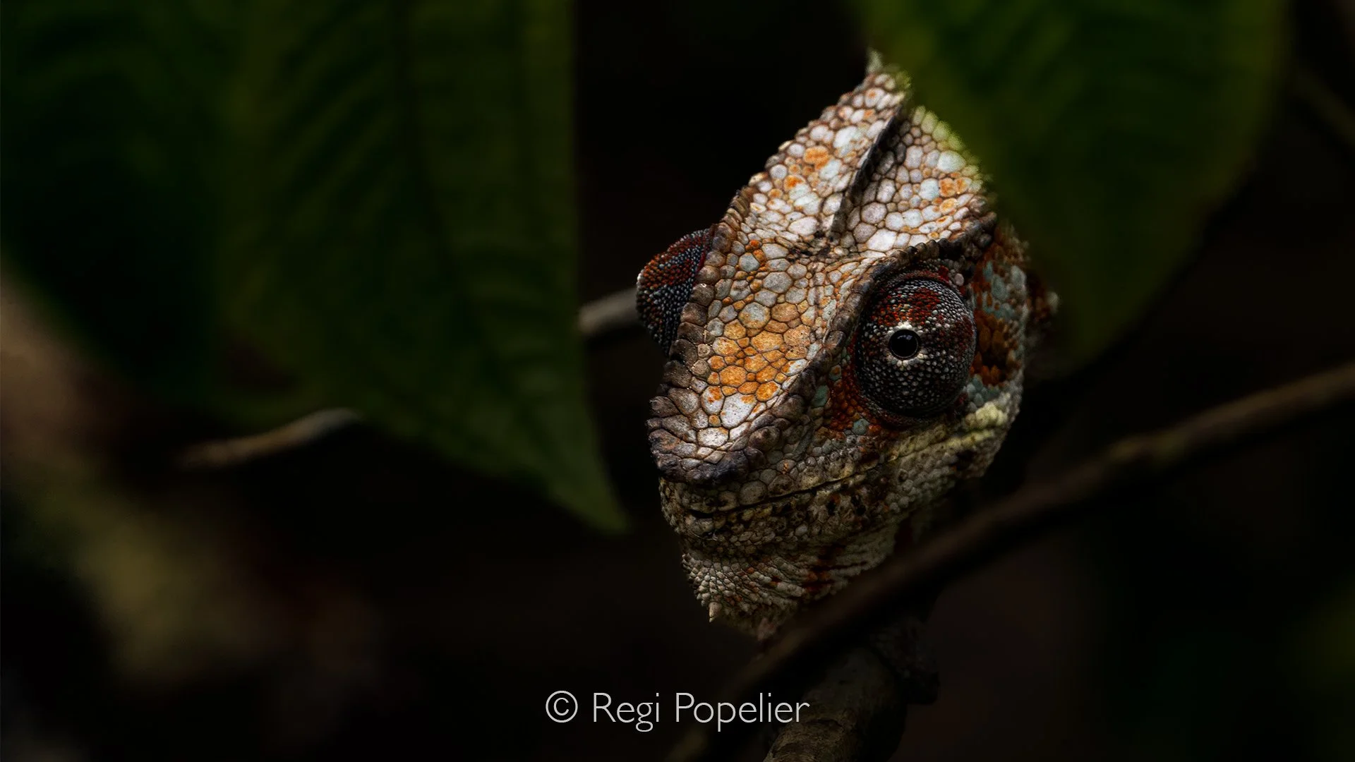 MADA023 - Panther chameleon, 