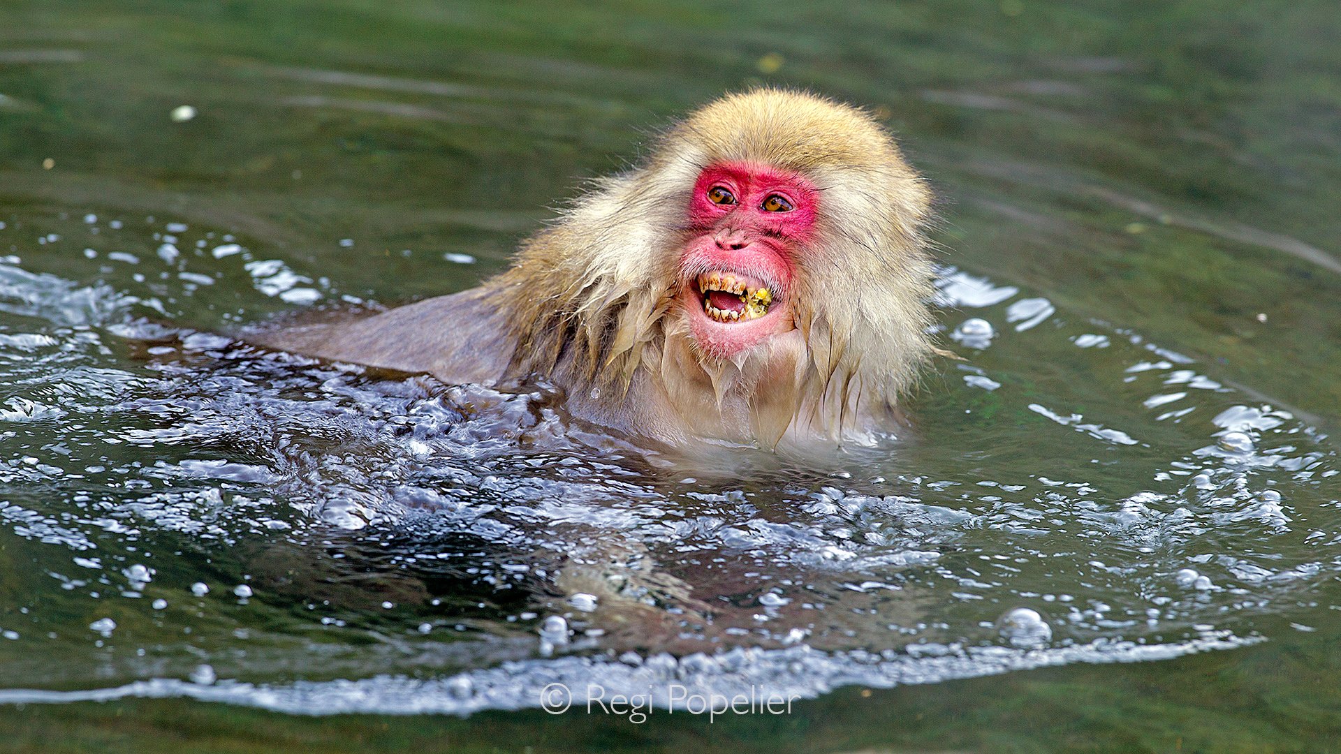 JAP016 - A nervous mother stepping aside to make room for a higher ranked monkey.