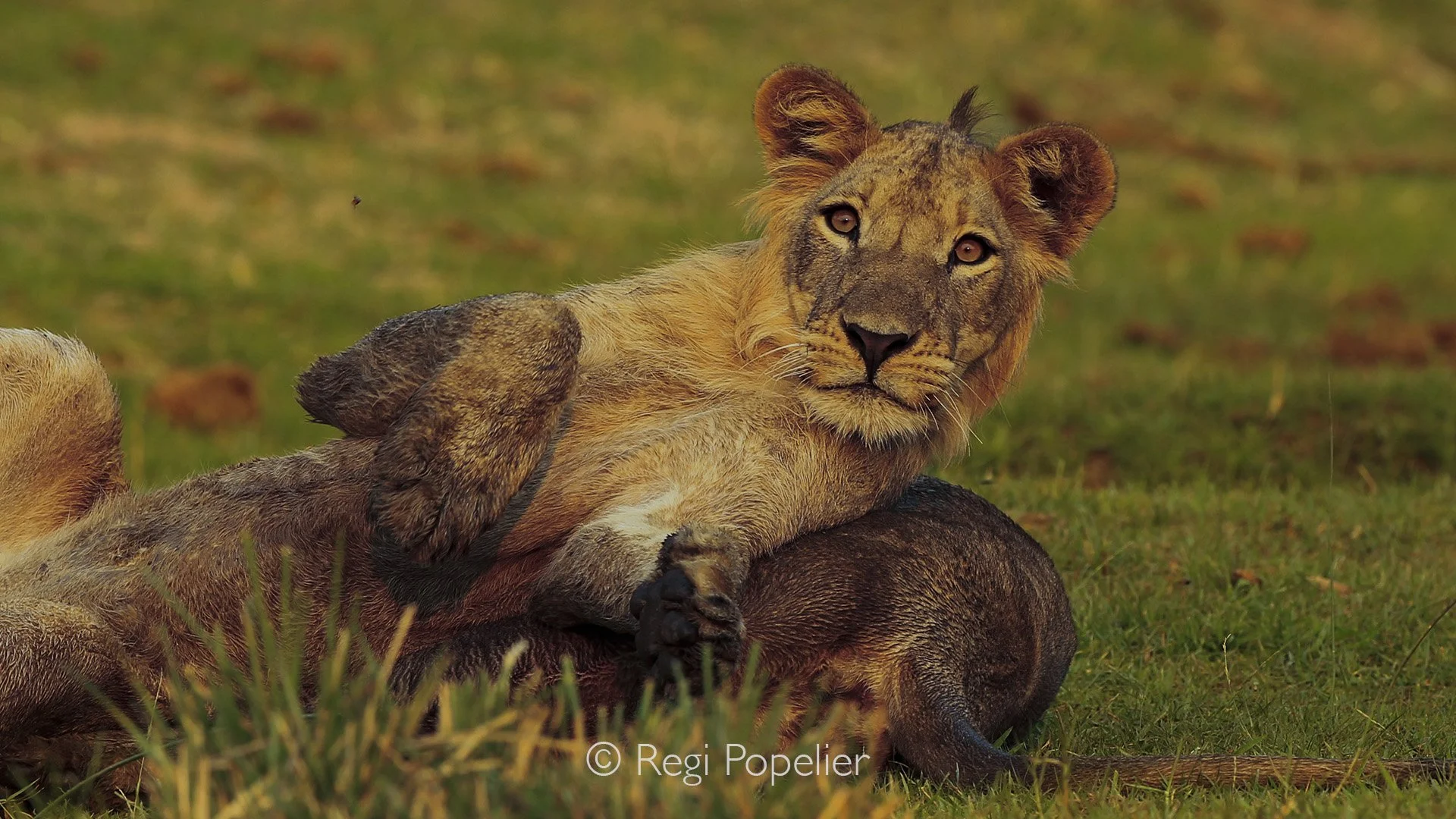 ZAMBIA008 - 5 day's later , they look so much better , treatment starts to get effect 