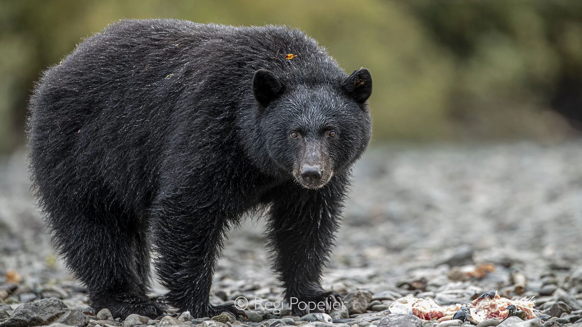 CAN005 - Black bear standing in front of leftovers from salmon.