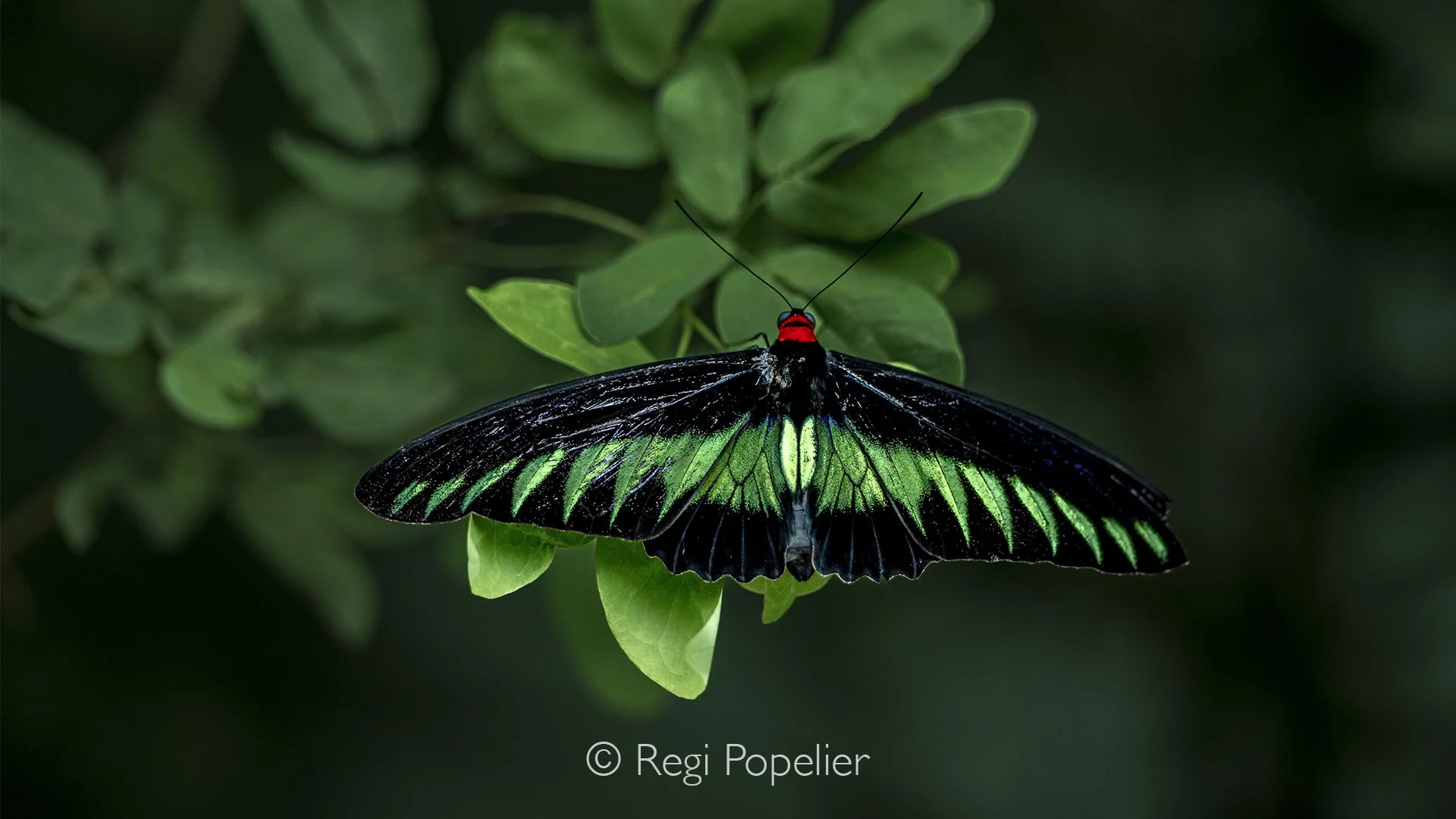 MALAS023 - Raja Brooke's birdwing butterfly.